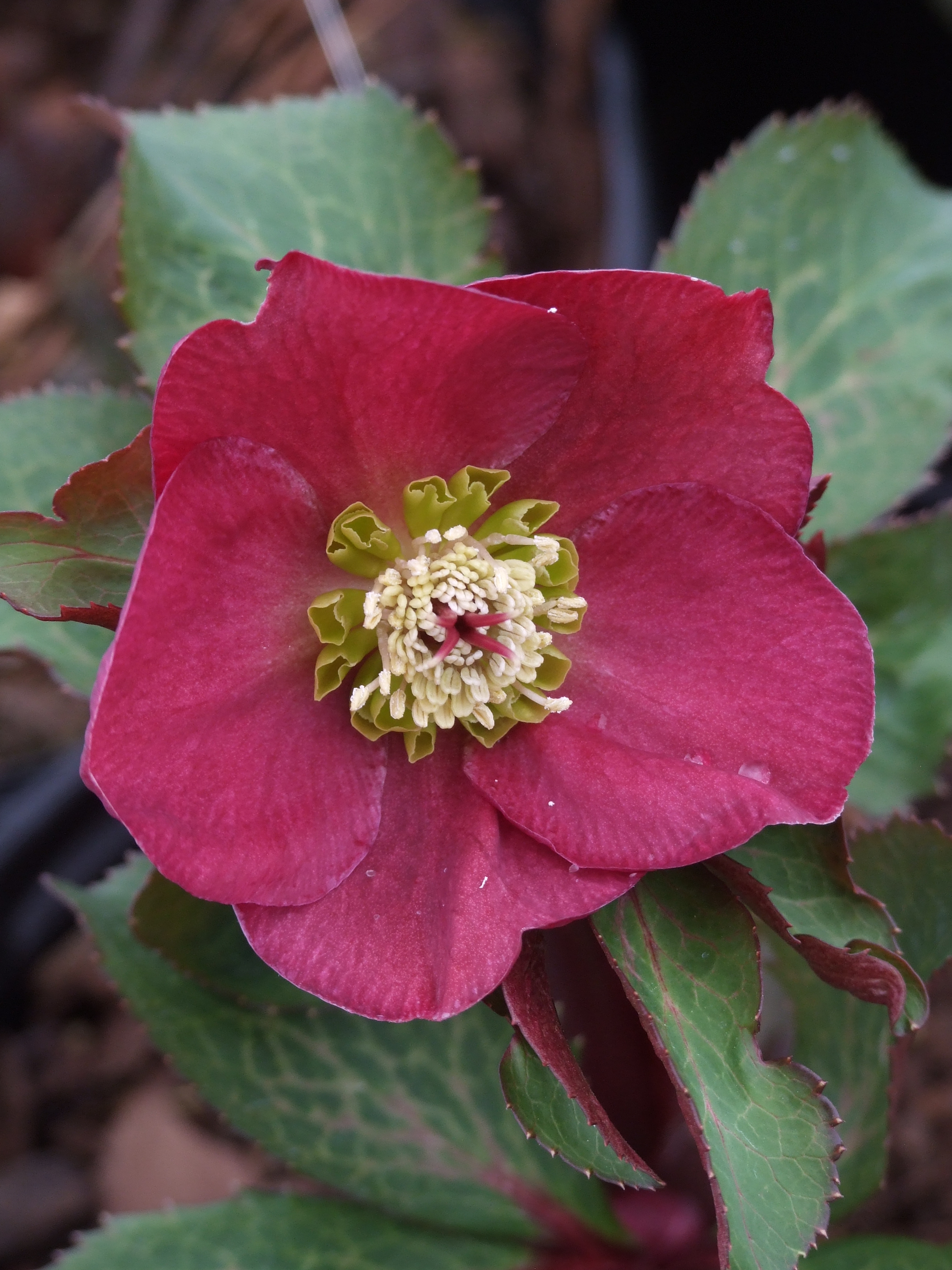 Helleborus Anna's Red PMW 2