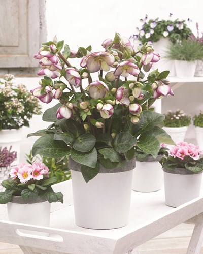 Glendas_Gloss__17379.1470157889.490.588