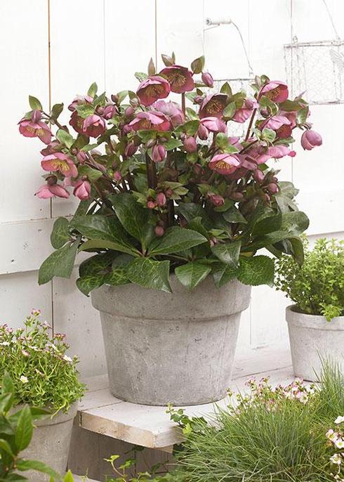 Helleborus_PennysPink3
