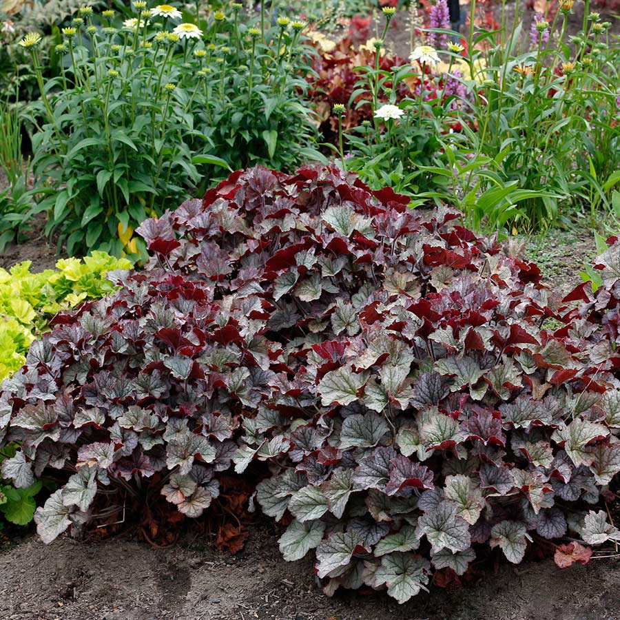 Heuchera-Northern-Exposure-Silver-4