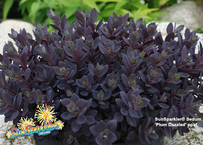 Sedum Sunsparkler® 'Plum Dazzled' PP30,348 Photo