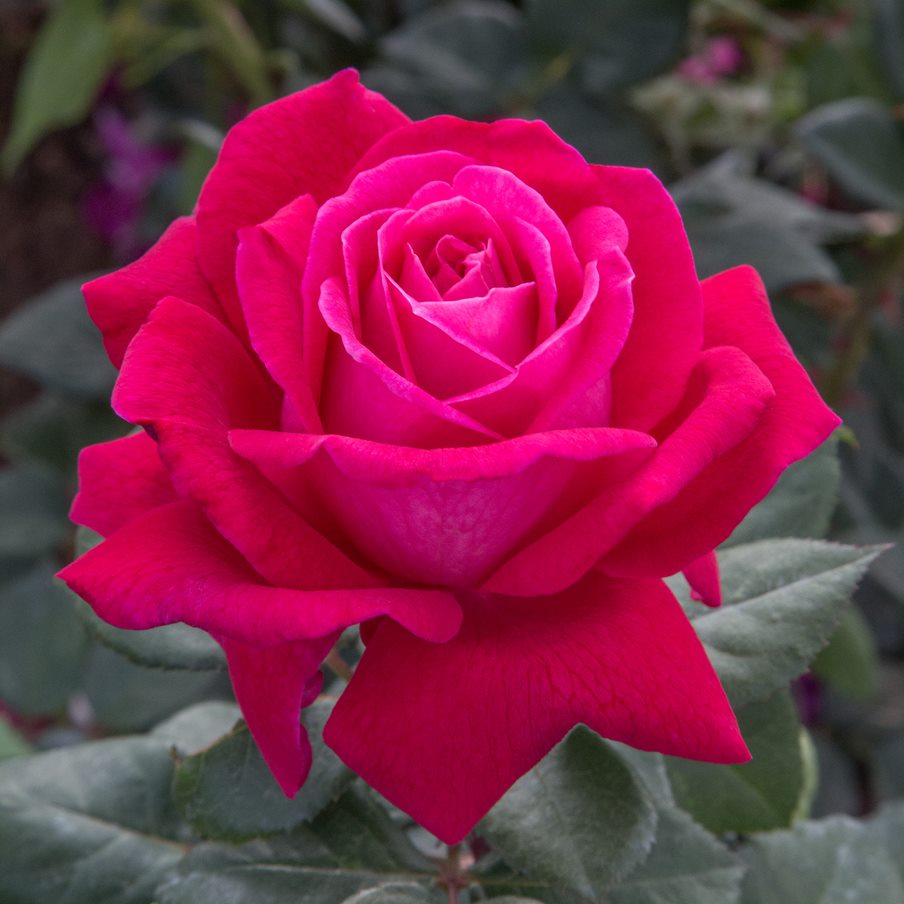 Rosa Sweet Spirit™ PP30,860 Photo