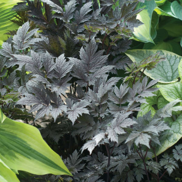 0f850f2b527672e867c118f3e07deab4