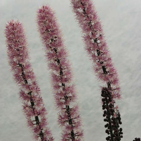 2bab95d4f34bc2754a33bb9f06e08da2