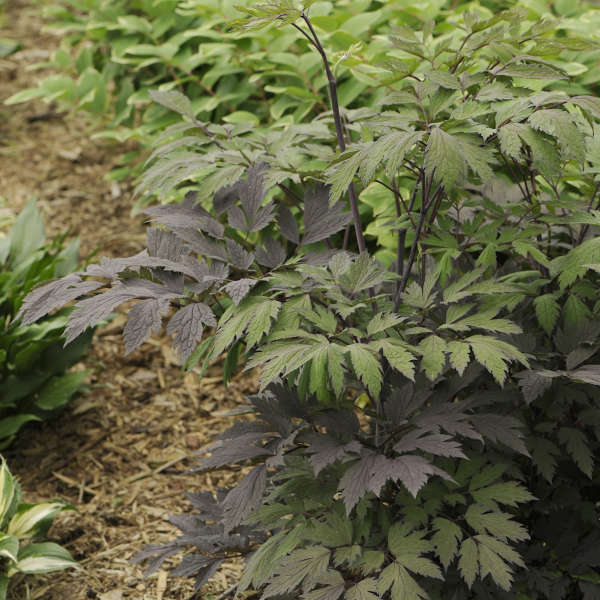 5cb3c09be8c219a9c24a113e75a278c0