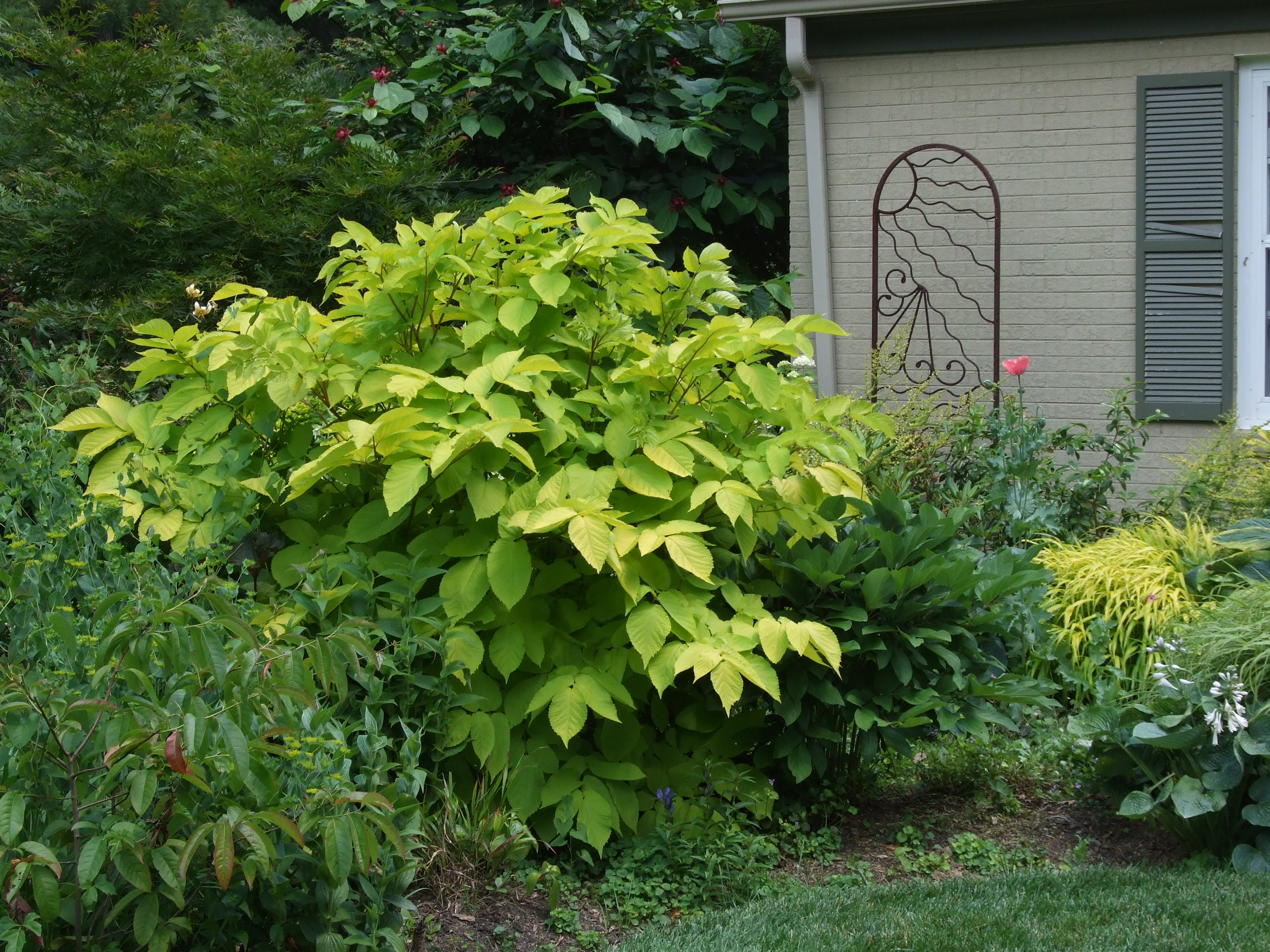 Arlia Sun King PMW 1