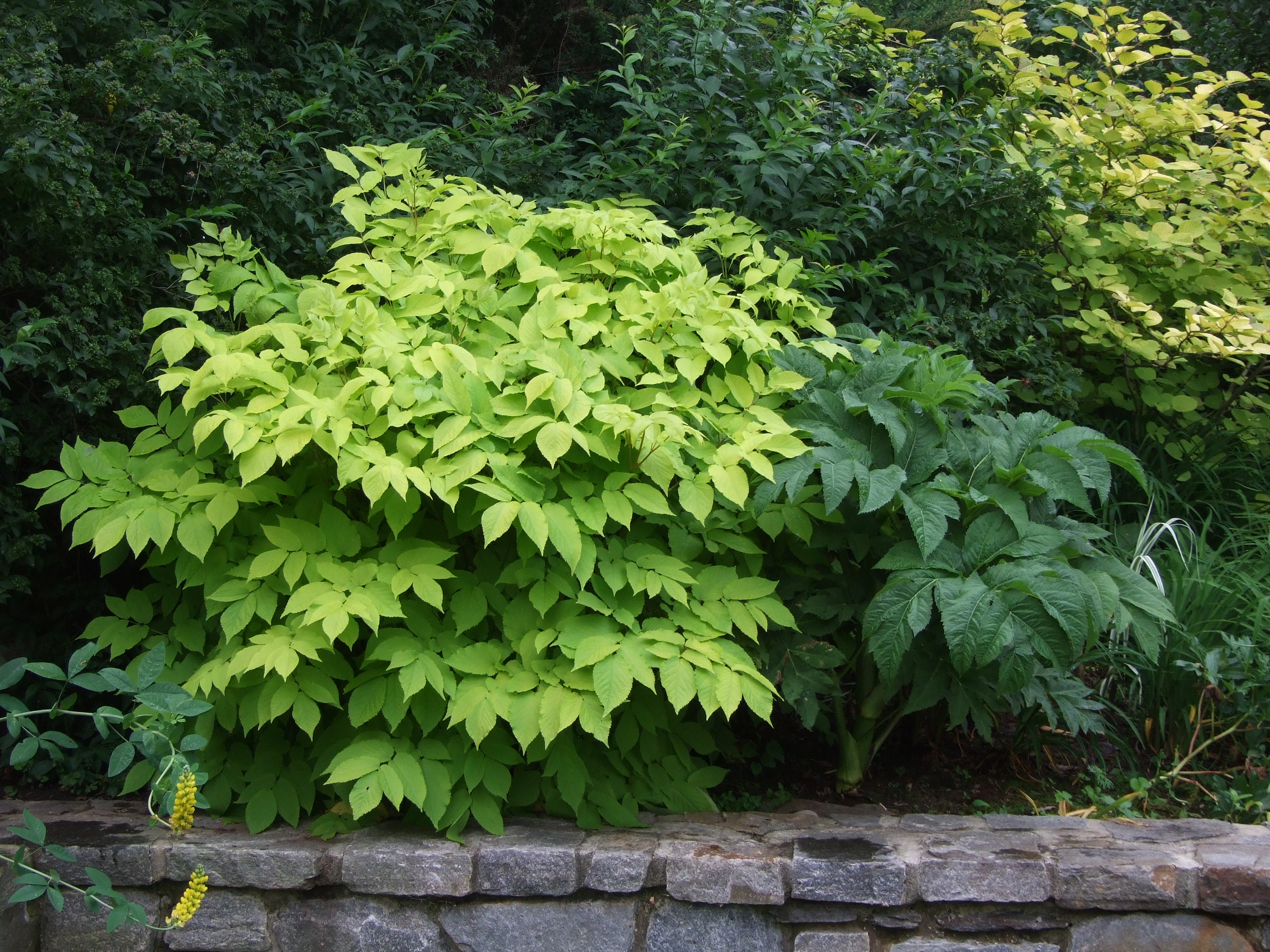 Arlia Sun King PMW 3