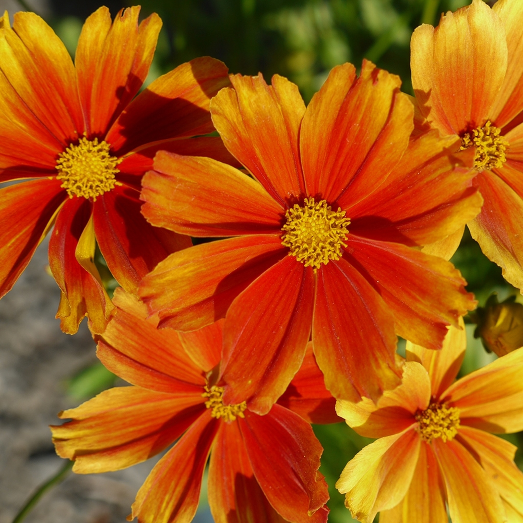 Coreopsis Li'l Bang™ Darling Clementine PP31,843 Photo