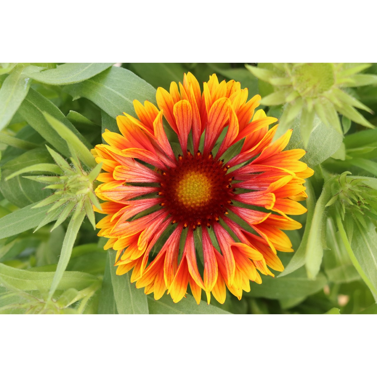 Gaillardia SpinTop™ Copper Sun Photo