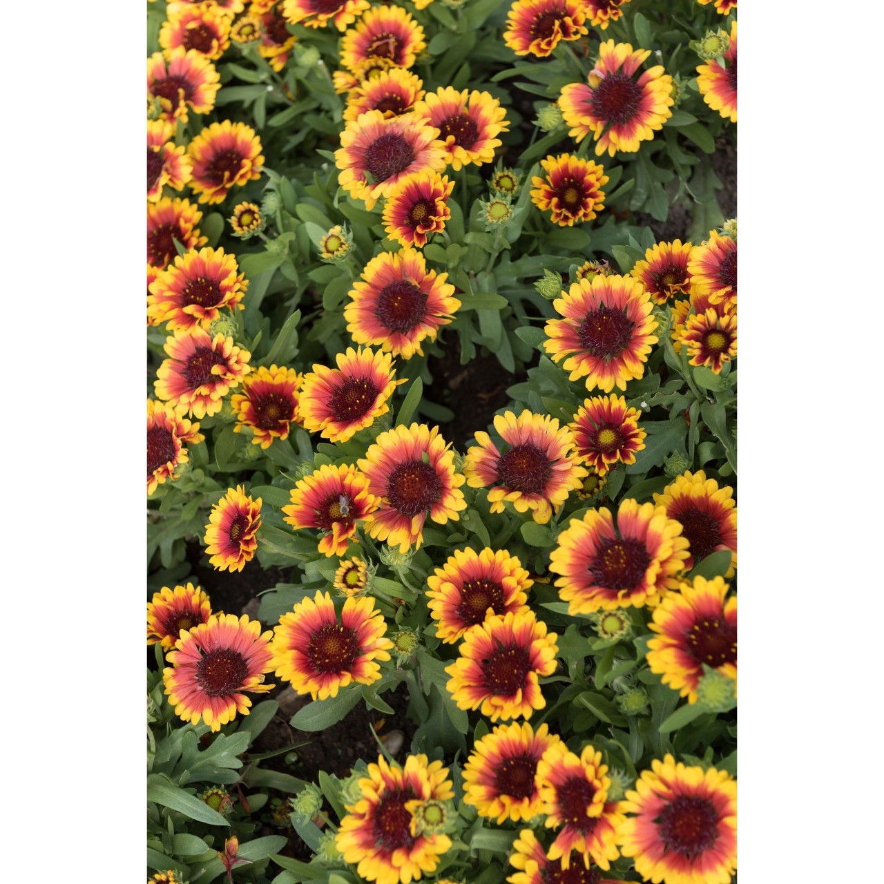 Gaillardia SpinTop™ Red Starburst PPAF Photo