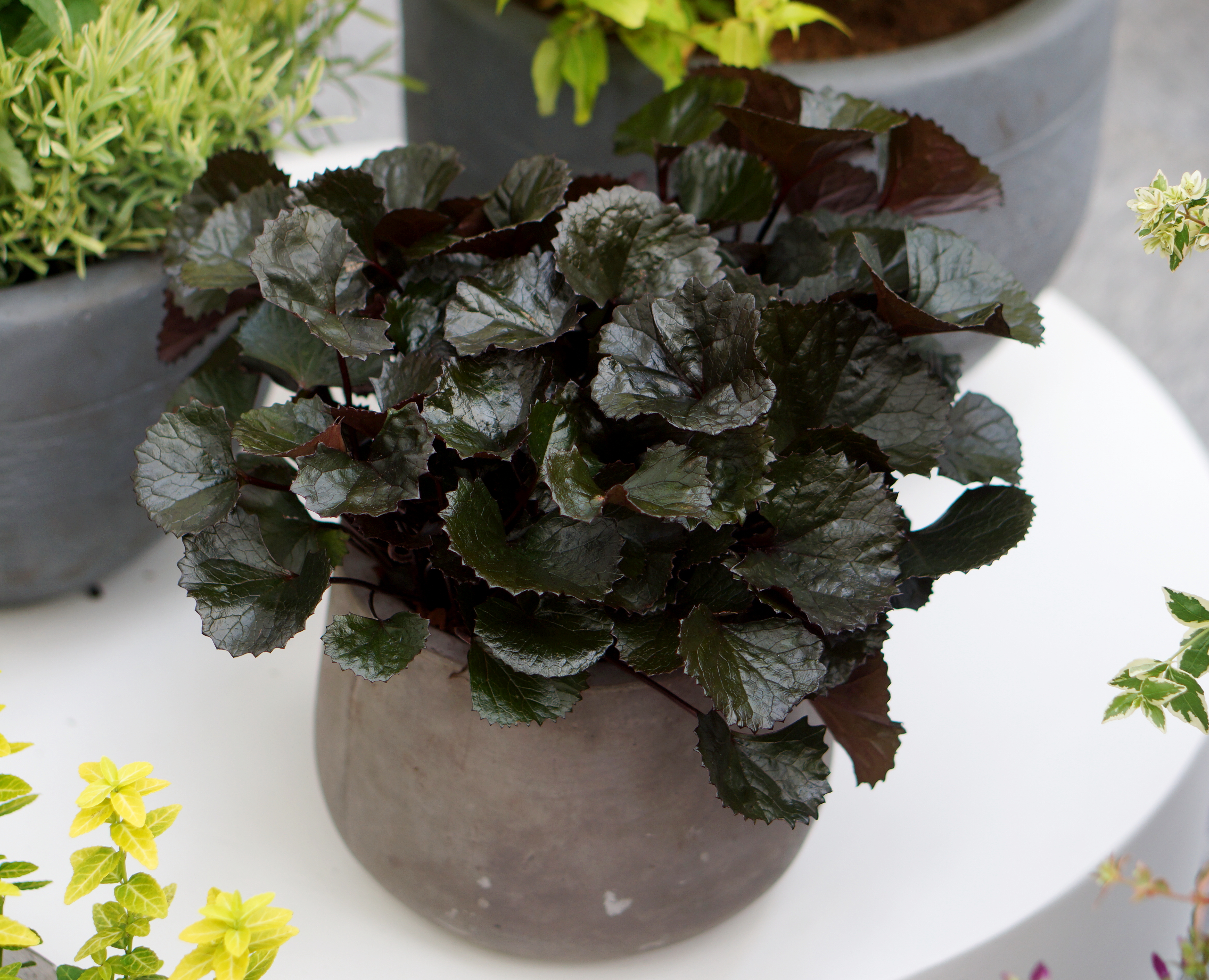 Ligularia 'Pandora' PPAF Photo