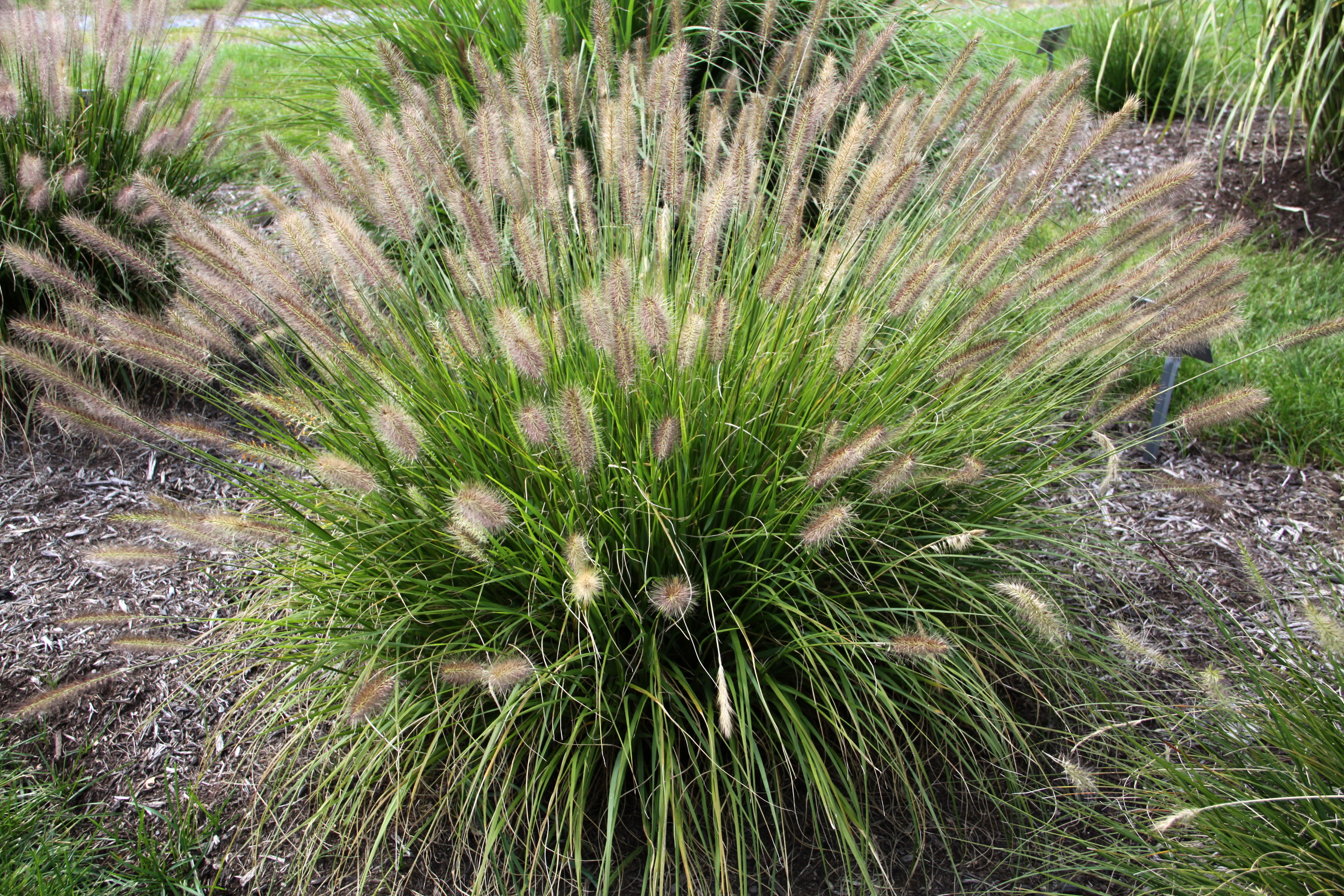 Pennisetum Praline trial garden_resize