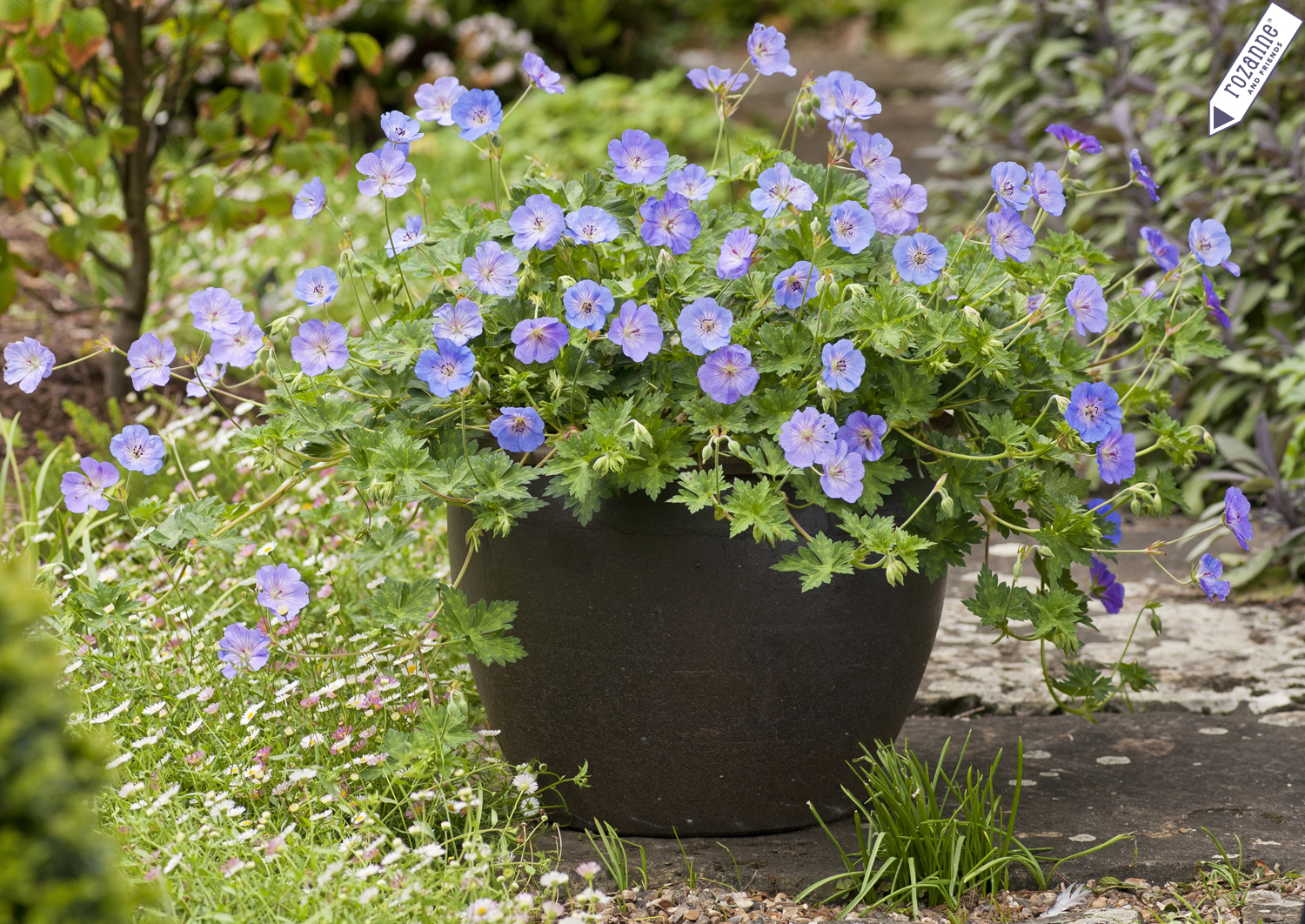 Geranium 'Azure Rush®' PP22,684 Photo
