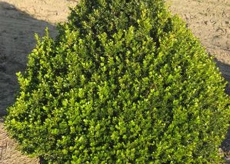 Buxus Cranberry Creek from Willoway