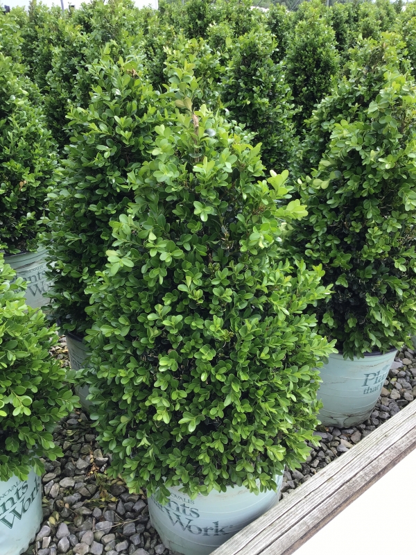 Cranberry creek Boxwood - Willoway