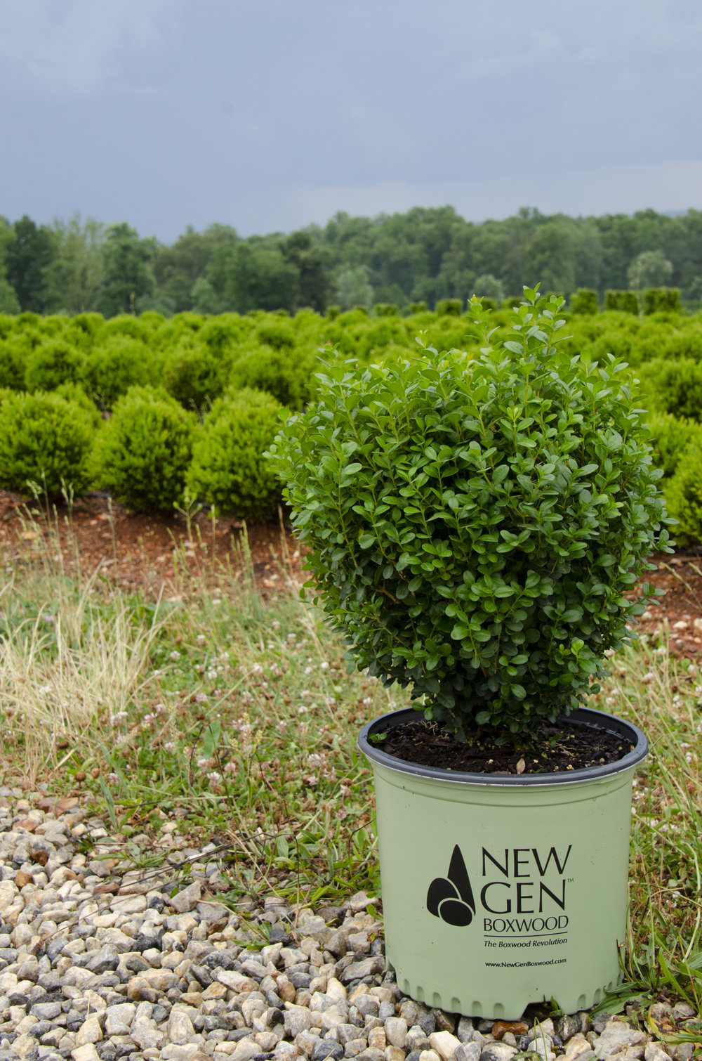 NewGen Freedom 2 photo credit SG