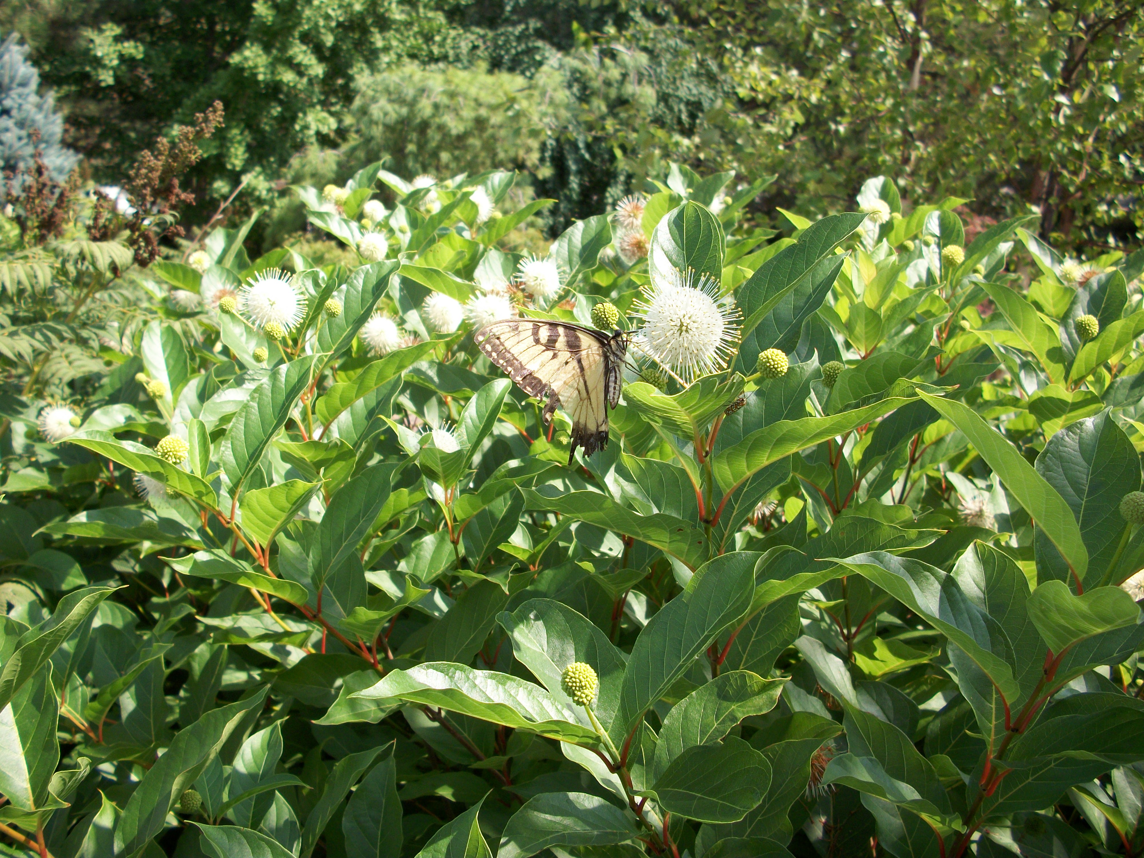 Cephalanthus Magical Moonlight (1001Plants Nouveau)