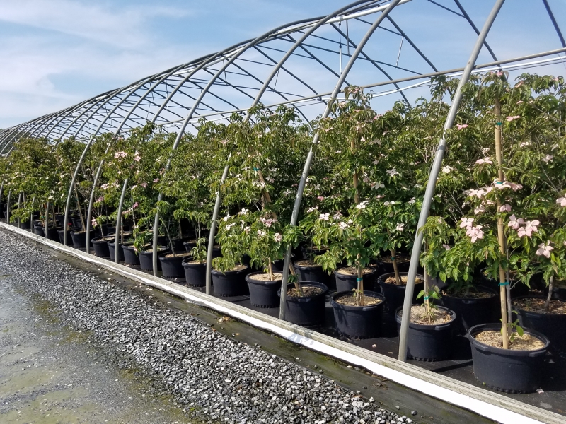 Cornus Scarlet Fire-Overdevest June 2020