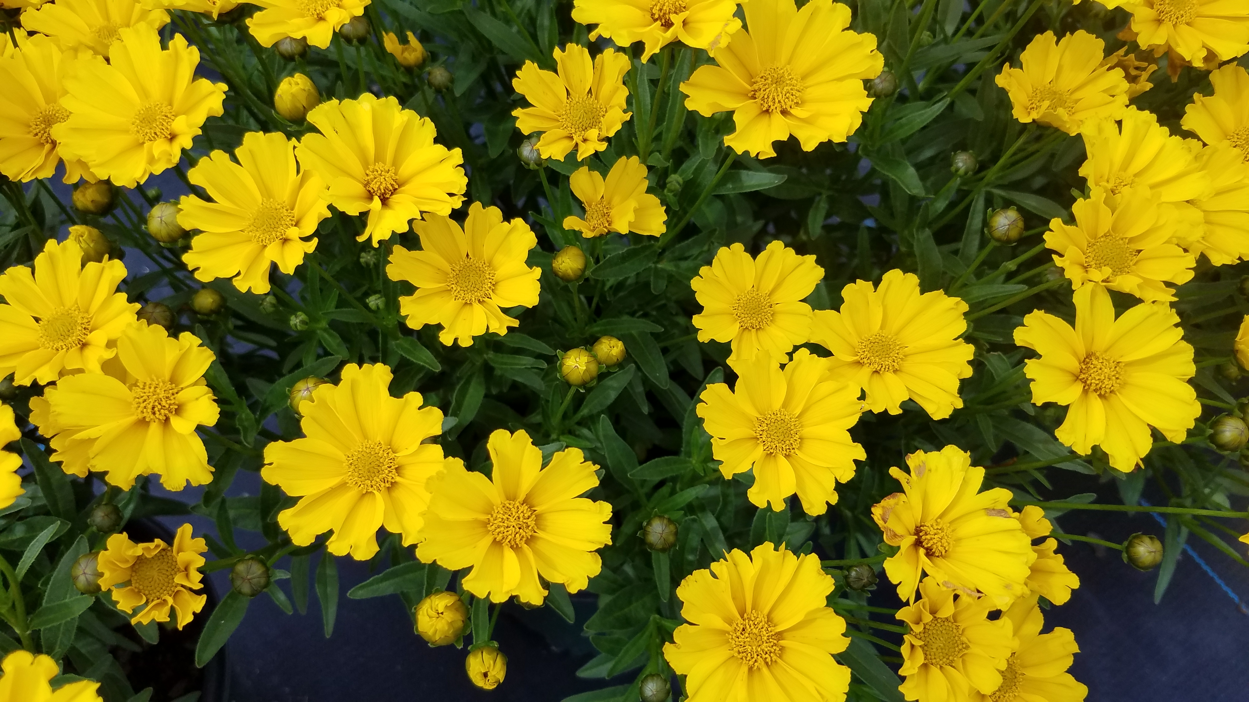 Coreopsis Goldilocks-1  (1) (1001DW)
