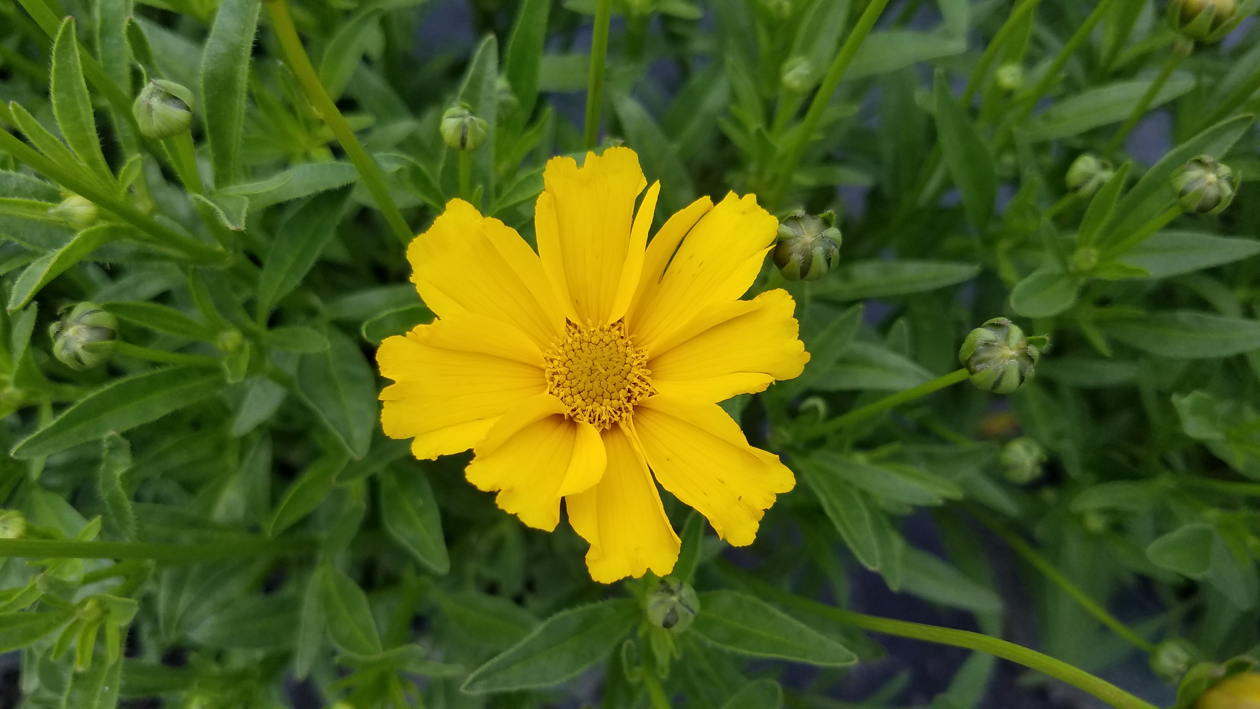 Coreopsis Goldilocks 