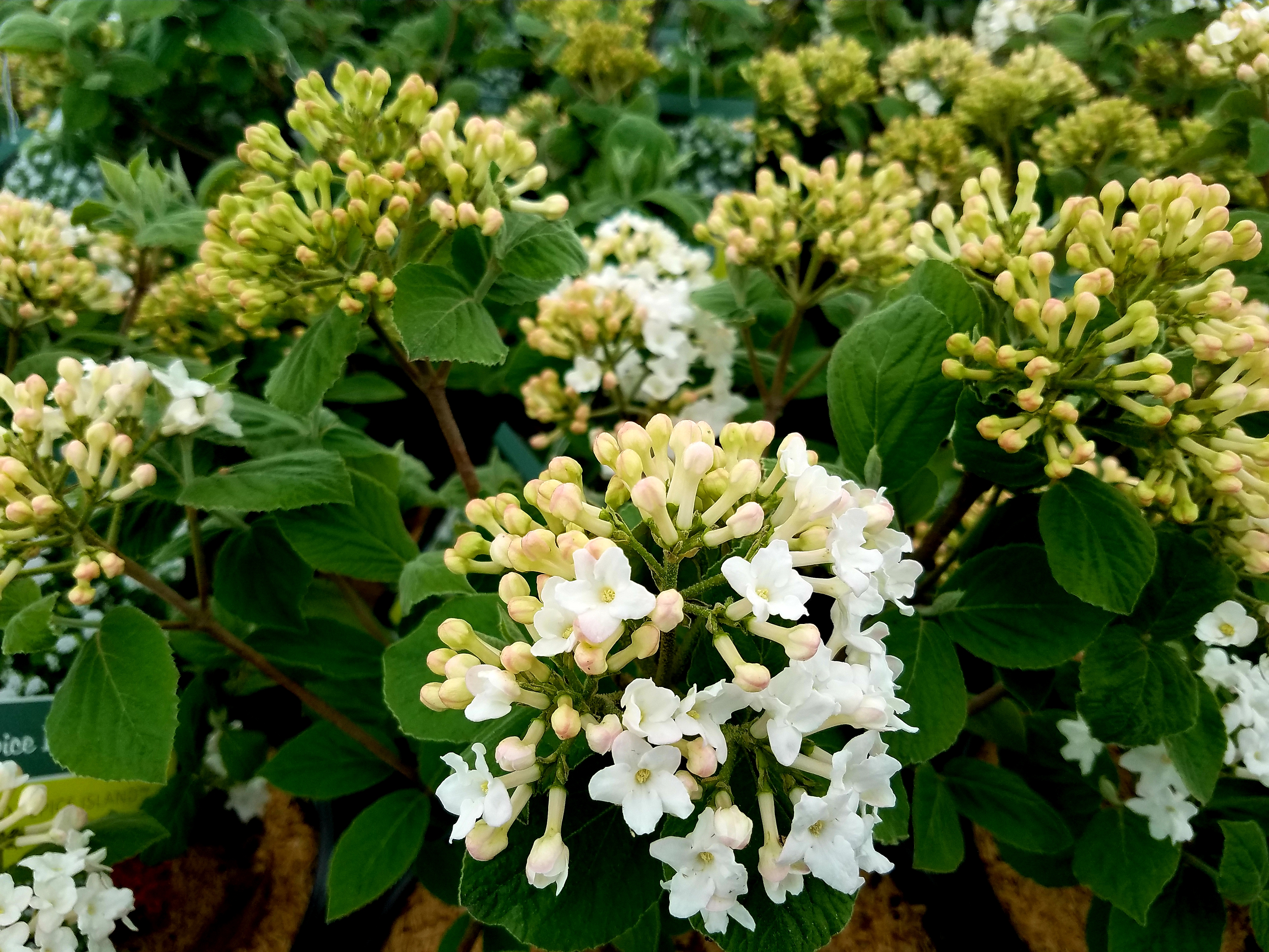 Viburnum Spice Island -1 