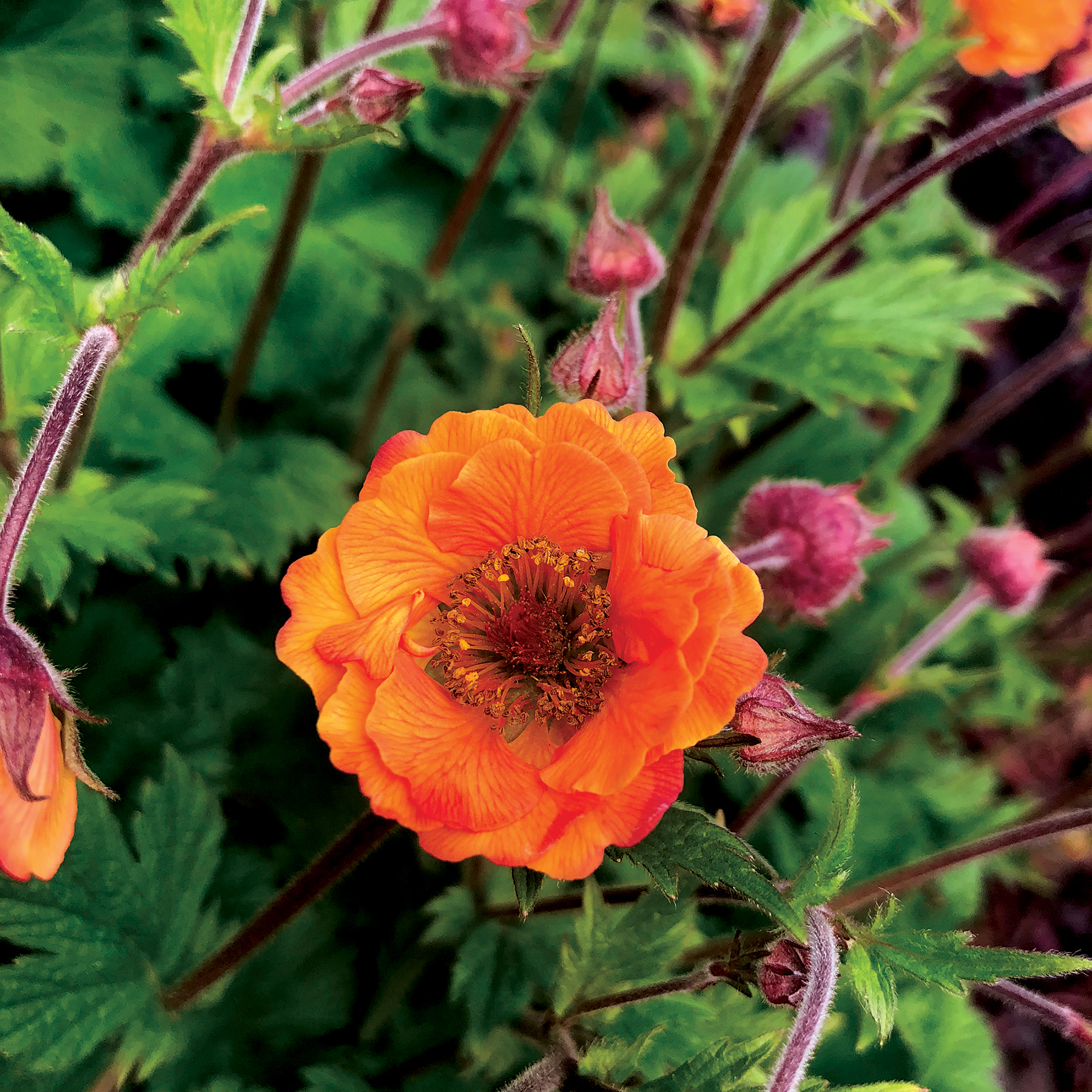 Geum-Tempo-Orange-10 (Terra Nova)