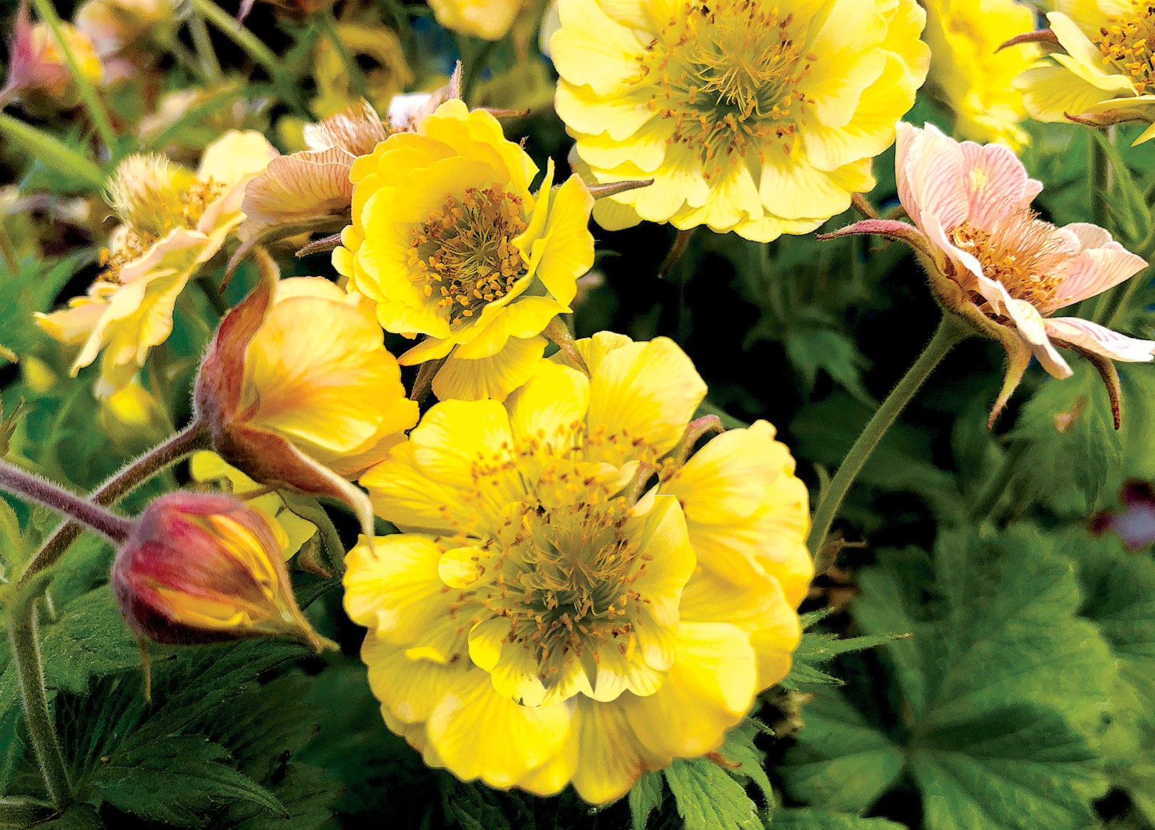 Geum-Tempo-Yellow-7 (Terra Nova)
