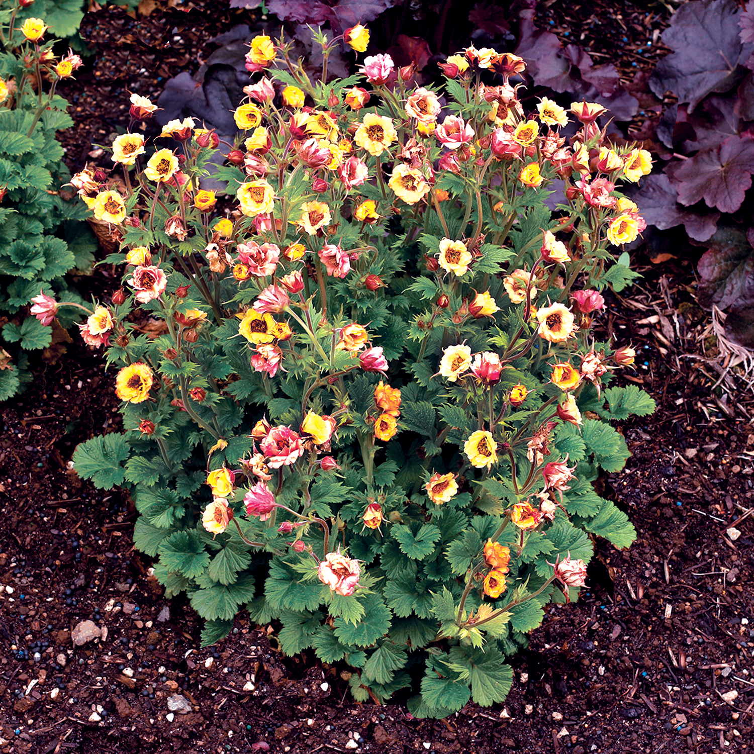 Geum-Tempo-Yellow-TN