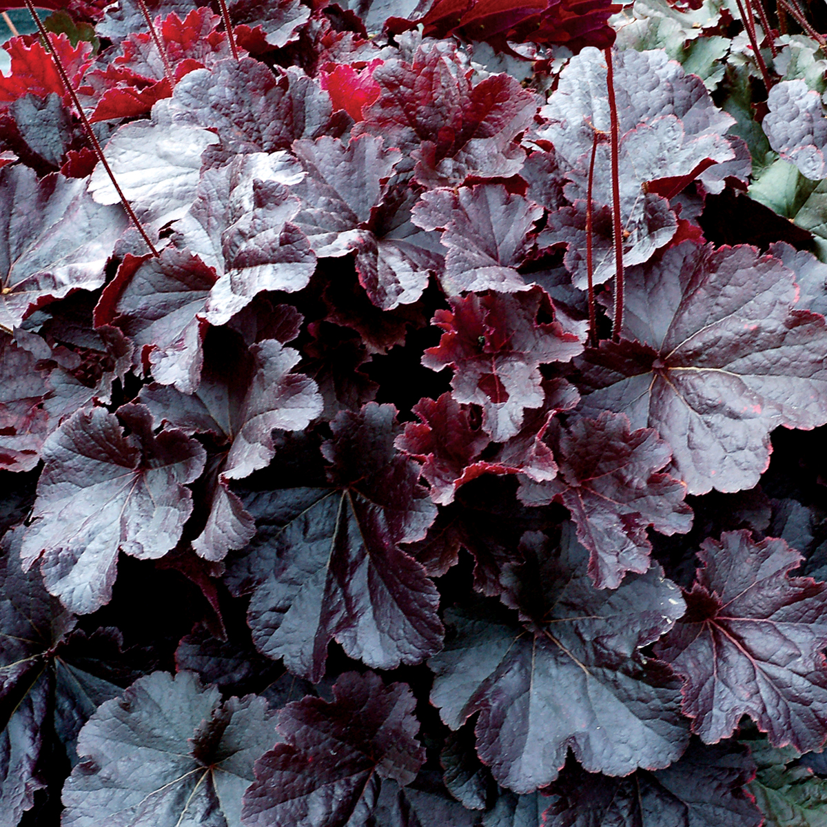 Heuchera-Northern-Exposure-Black-2-photo credit TN