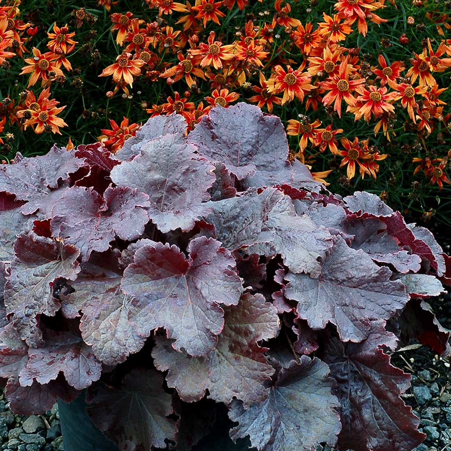 Heuchera-Northern-Exposure-Black-1