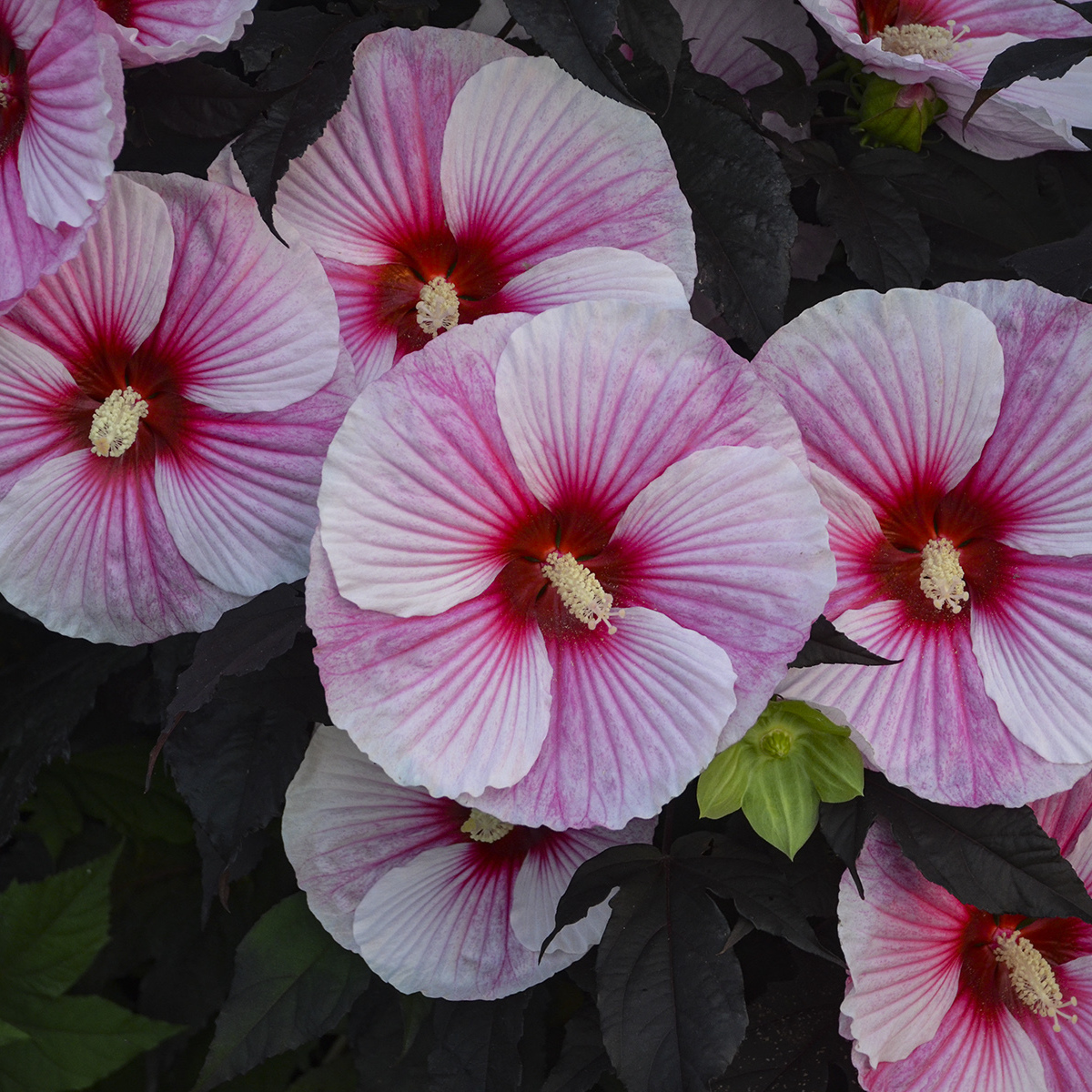 Hibiscus 'Starry Starry Night' PP27901 photo credit WG