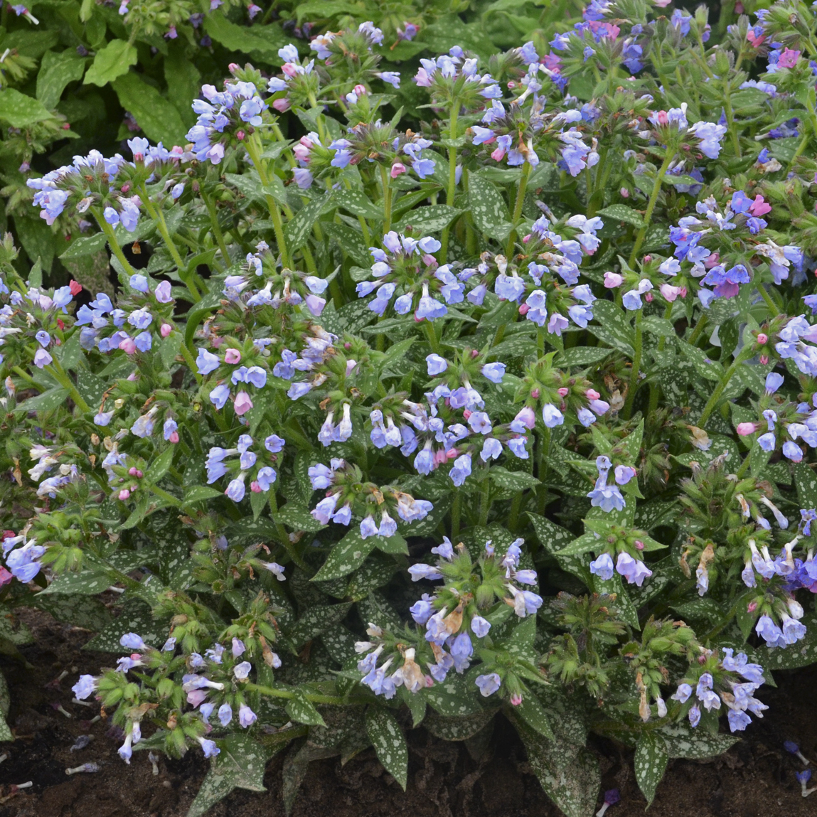 Pulmonaria 'Twinkle Toes' PP30258 photo credit WG