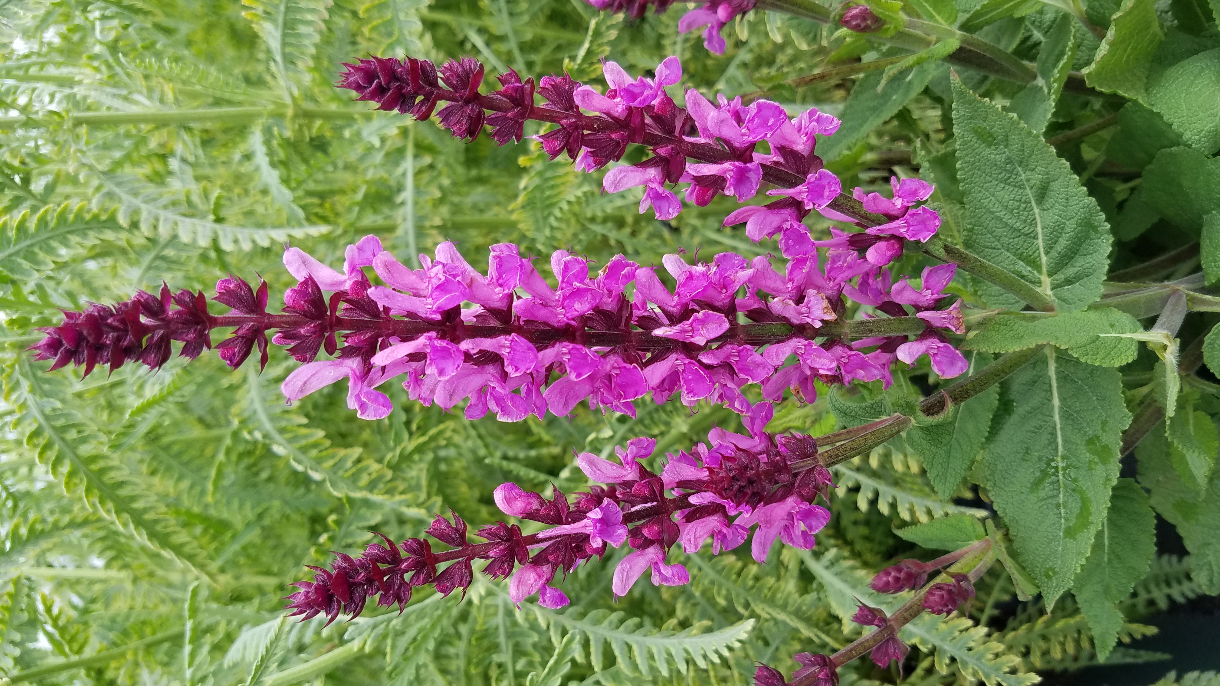 Salvia Rose Marvel- 2