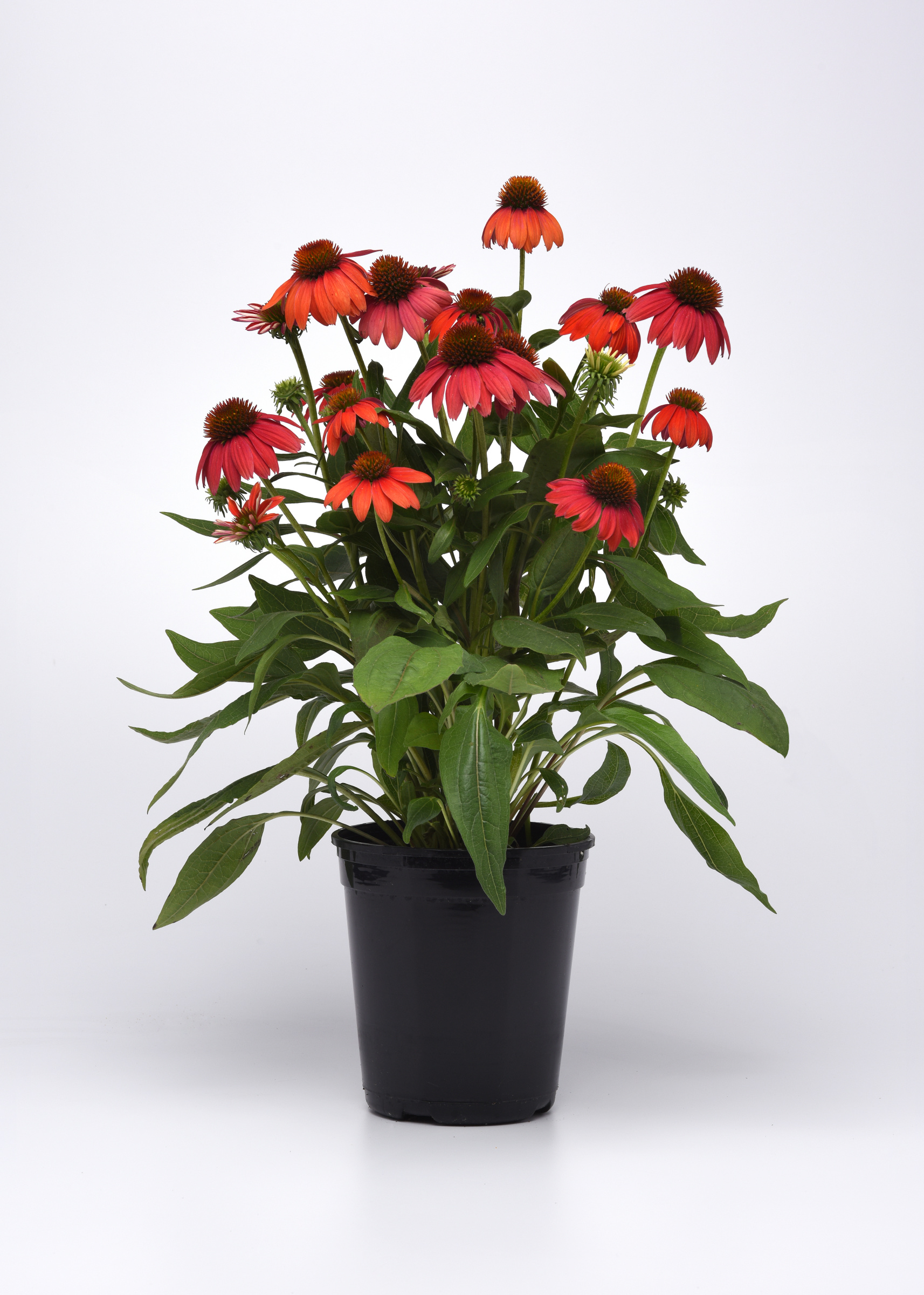 Echinacea Artisan™ 'Red Ombre' PPAF Photo