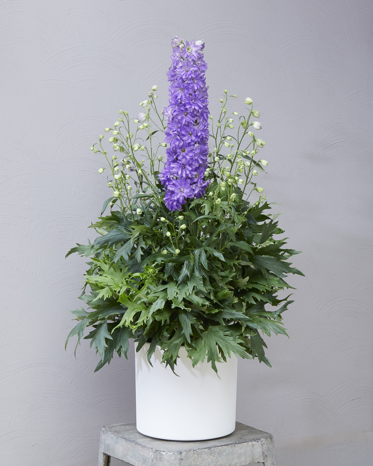 Delphinium Delgenius™ 'Breezin' PP32,994 Photo