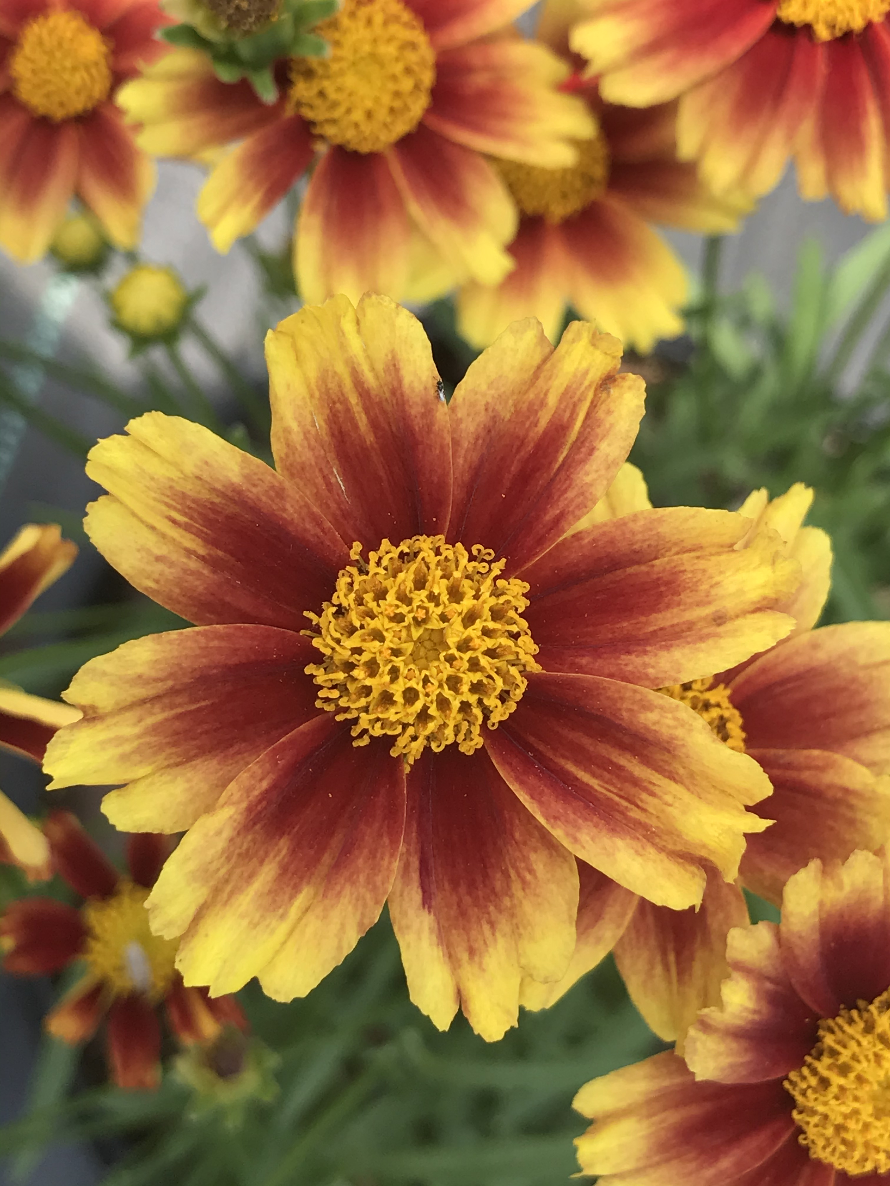 Coreopsis Li'l Bang™ 'Riding Hood' Photo