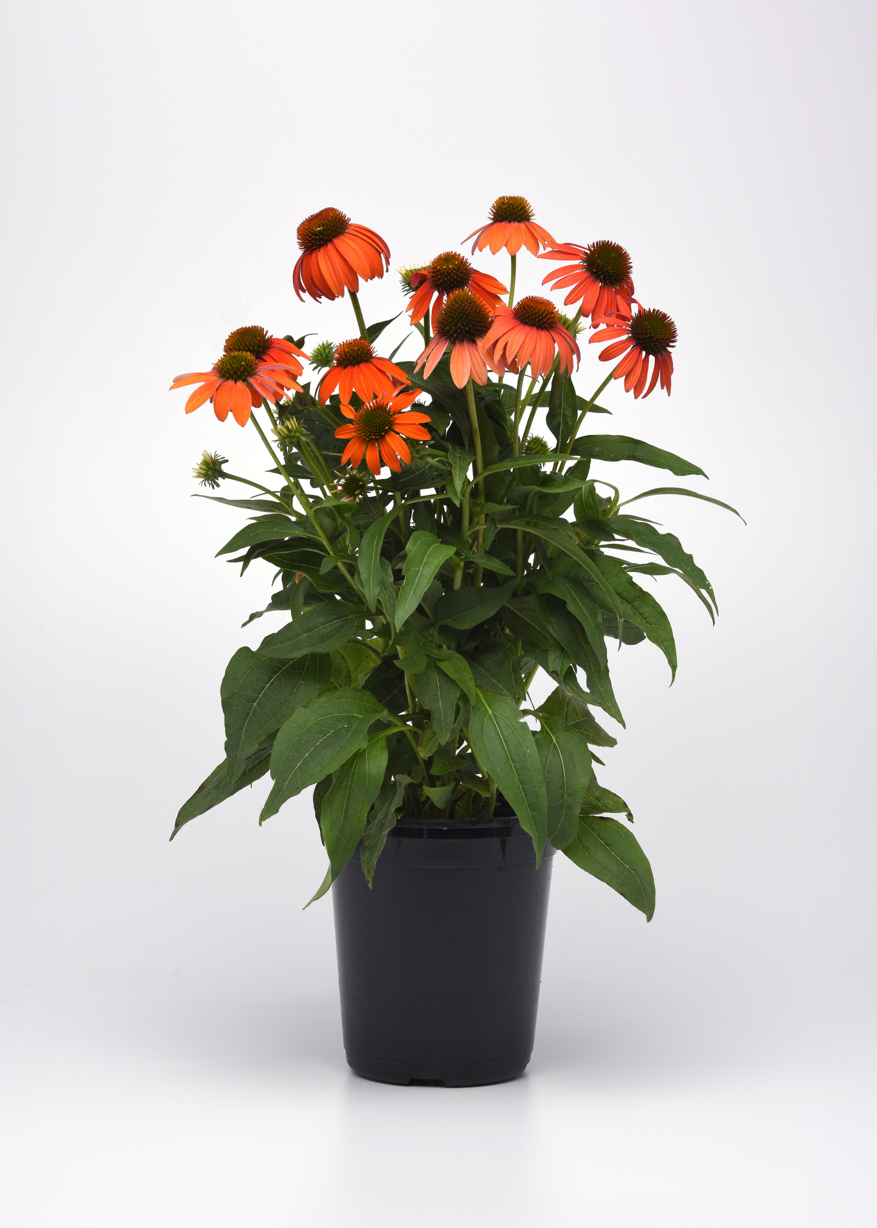Echinacea Artisan™ 'Soft Orange' PPAF Photo