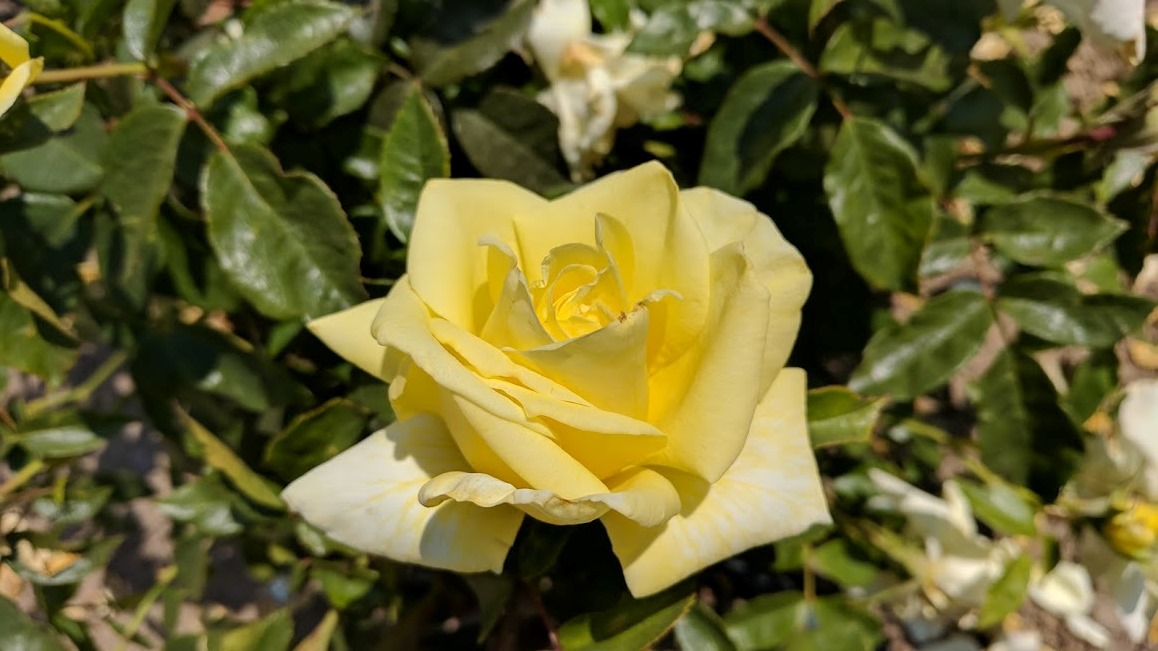 Rosa Simply Color™ Photo