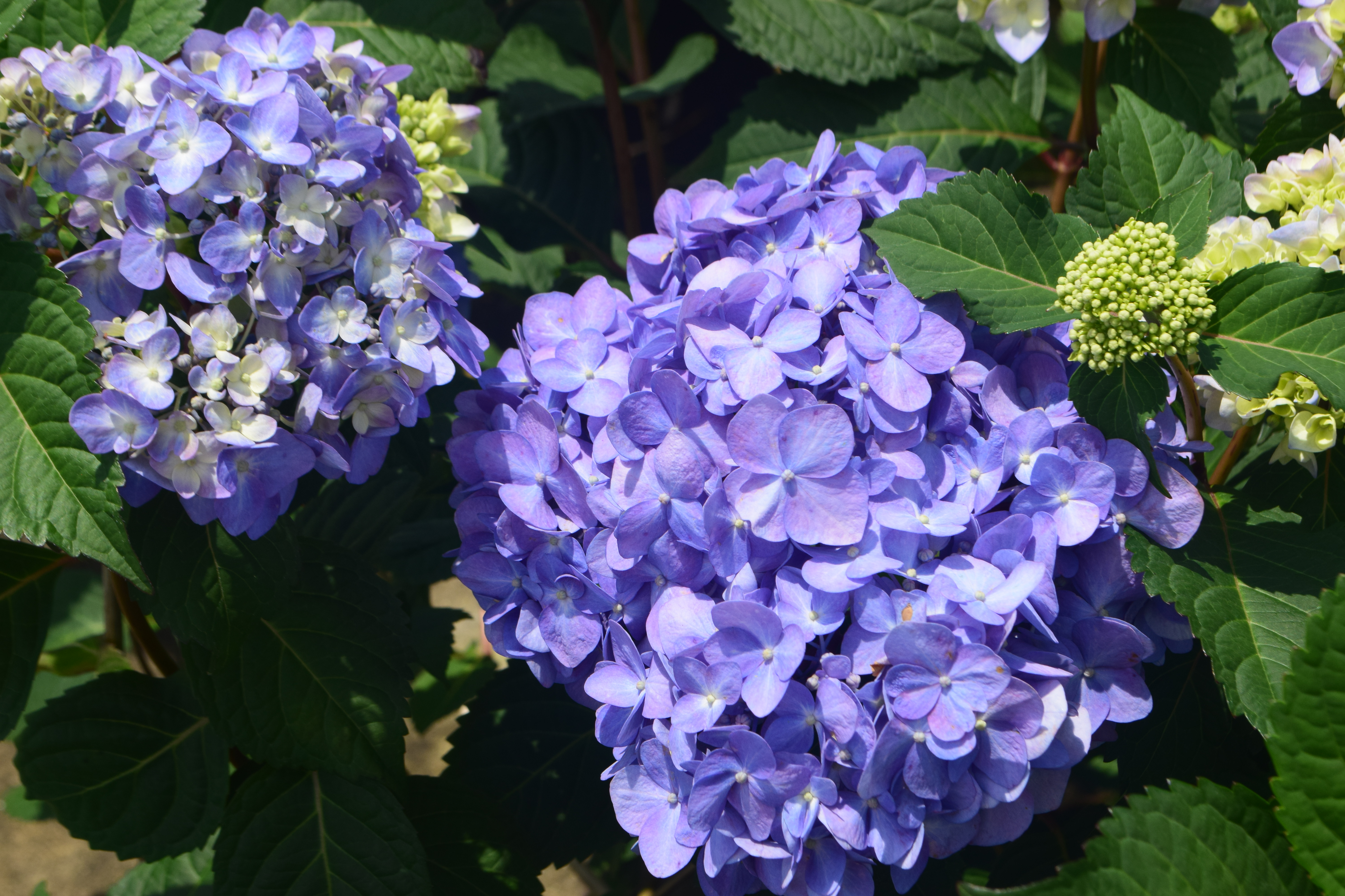 Hydrangea WorryFree® Rock-n-Roll PP32,584 Photo