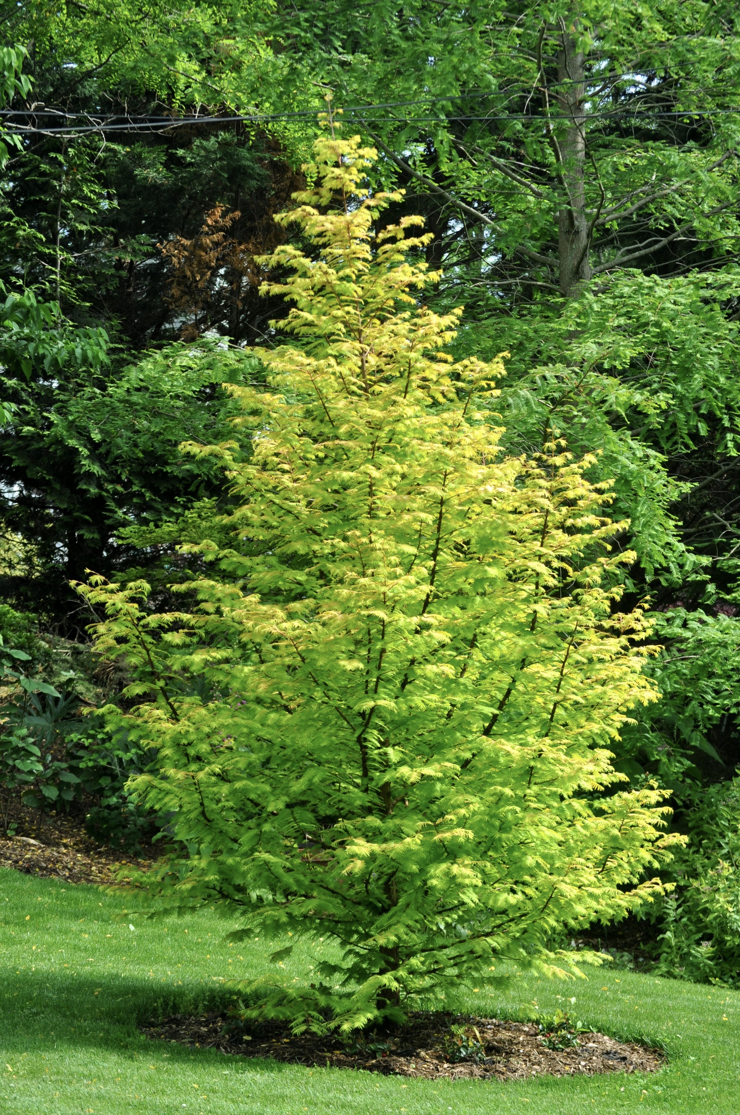 Metasequoia 'Soul Fire' PP32,580 Photo
