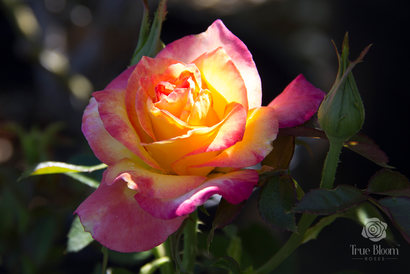 Rosa True Bloom™ True Sincerity Photo