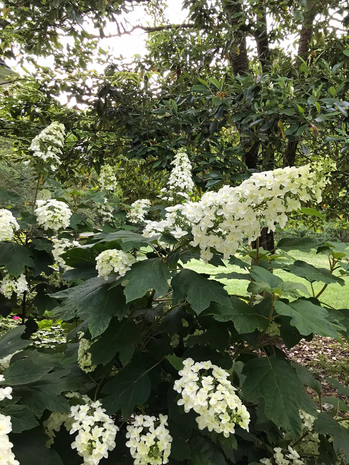 Hydrangea 'Snowcicle' PP33,072 Photo