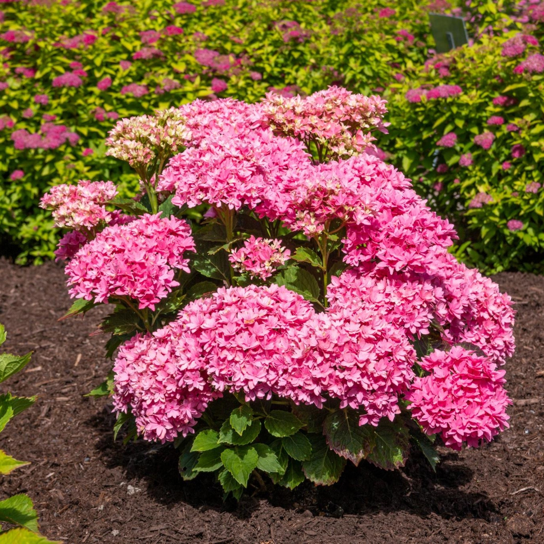 Hydrangea Starfield PP32,164 Photo