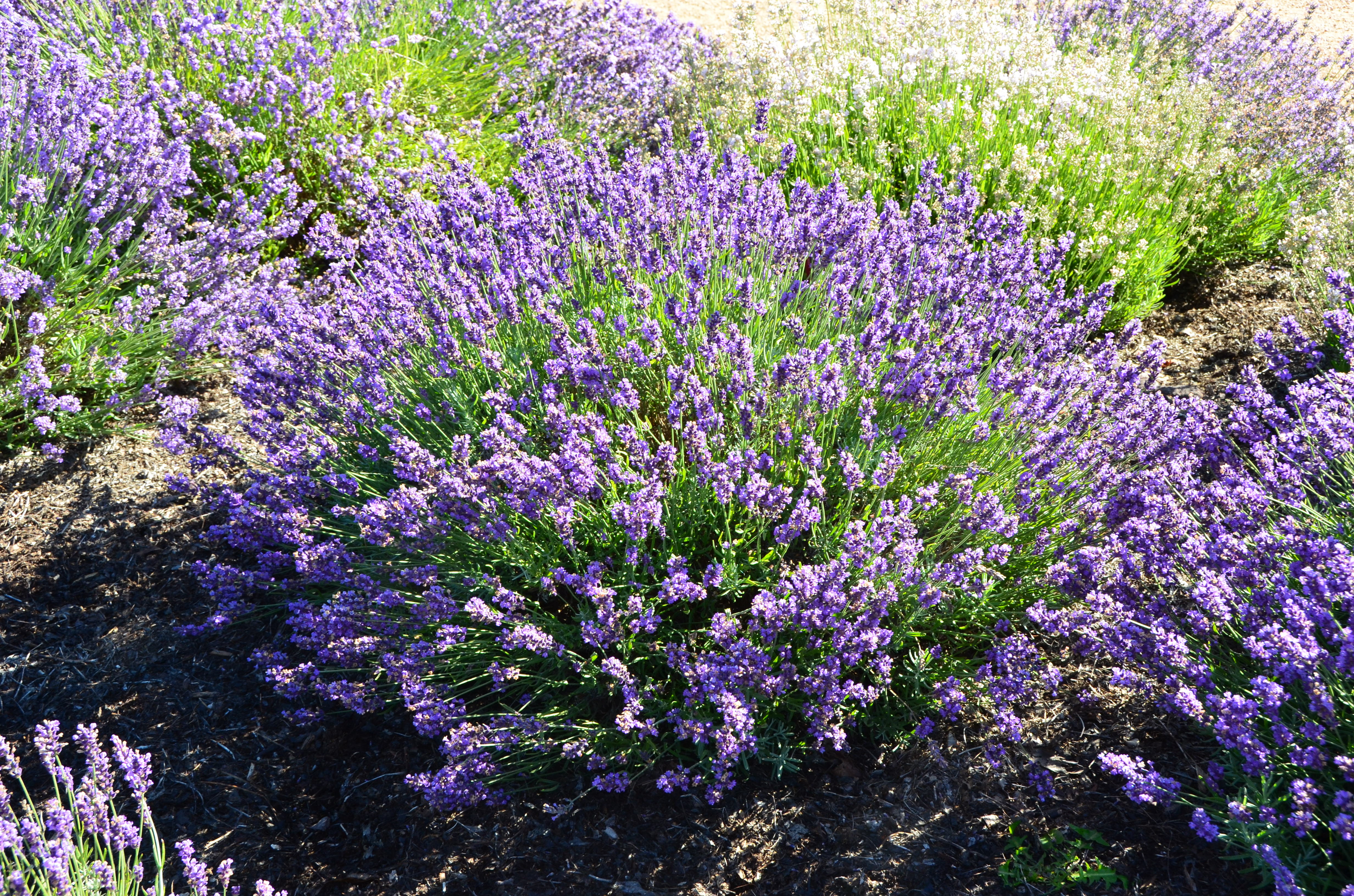 Lavandula 'Imperial Gem' Photo