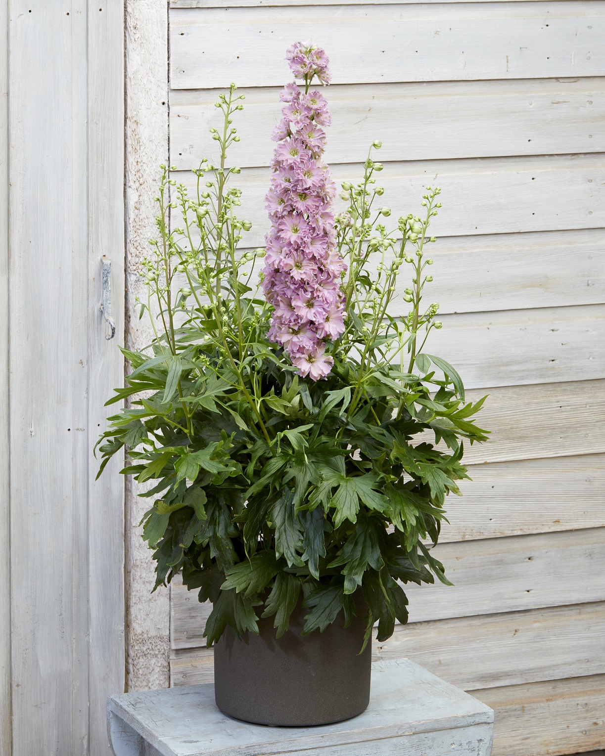 Delphinium Delgenius™ 'Juliette' PP33,010 Photo