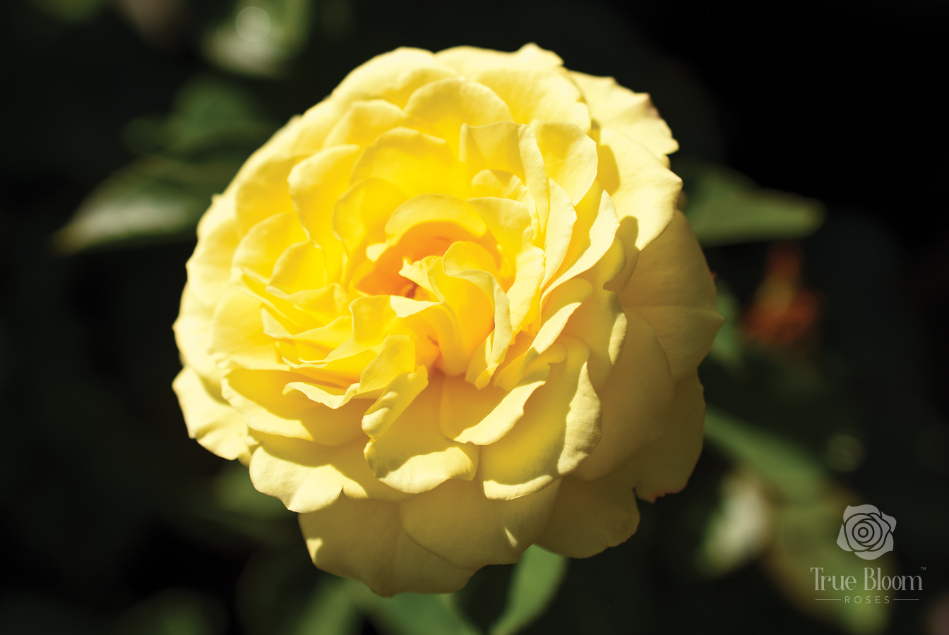 Rosa True Bloom™ True Friendship PPAF Photo