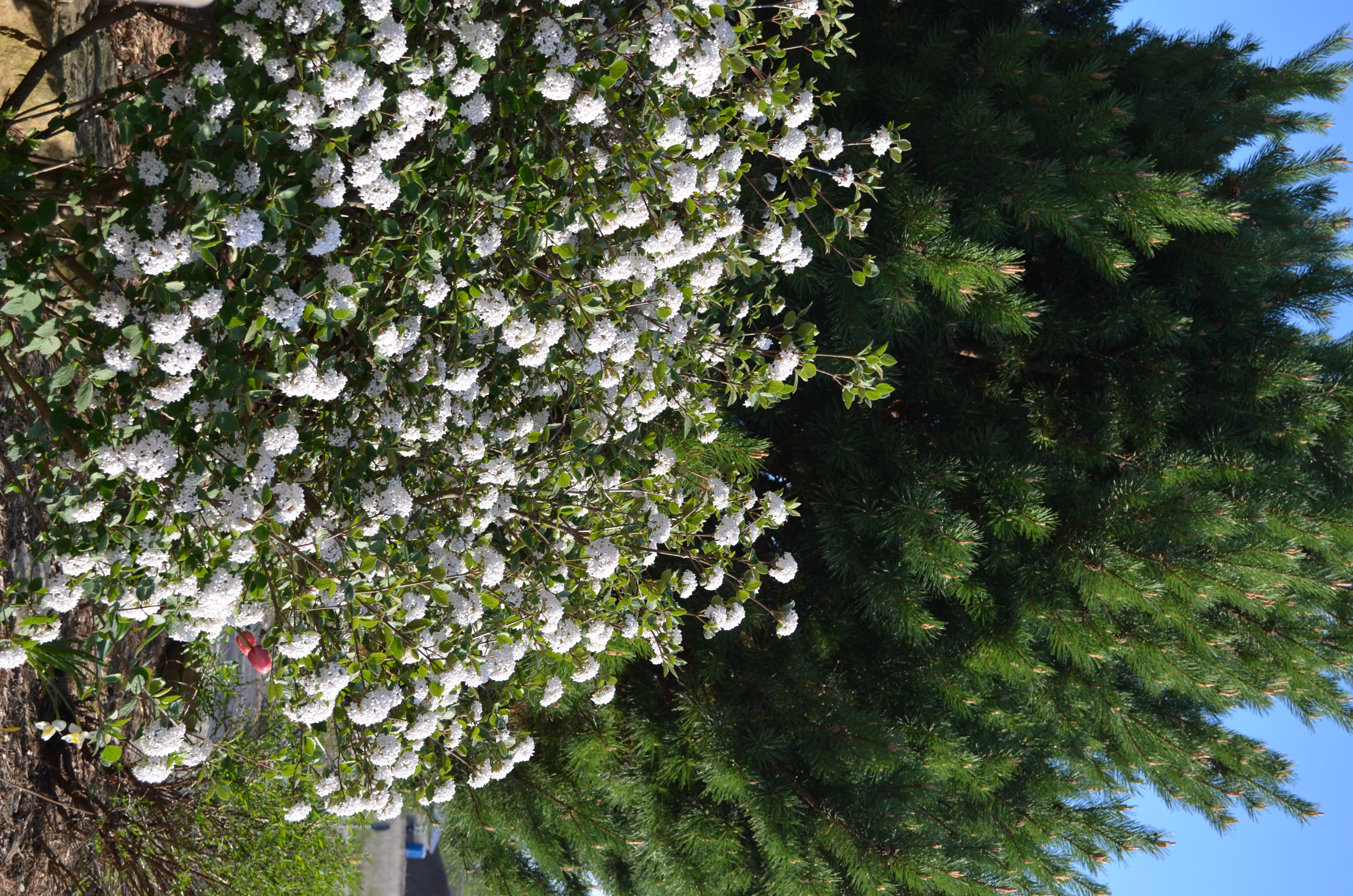 Viburnum Sugar n' Spice™ Photo