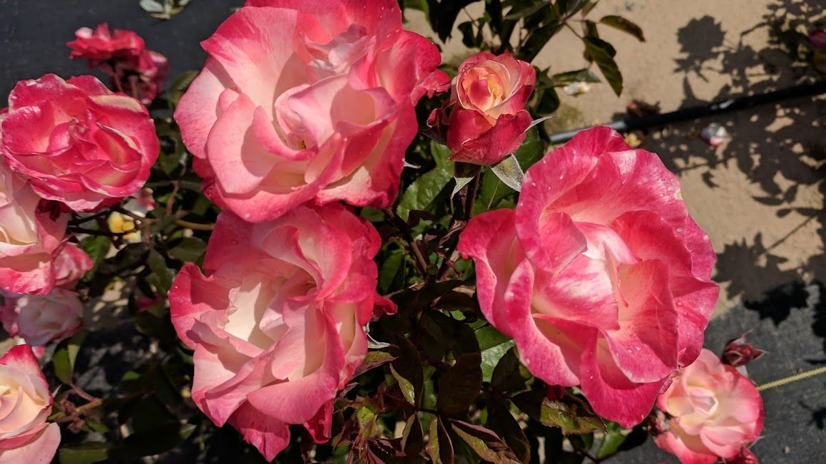 Rosa Color Splash™ Photo