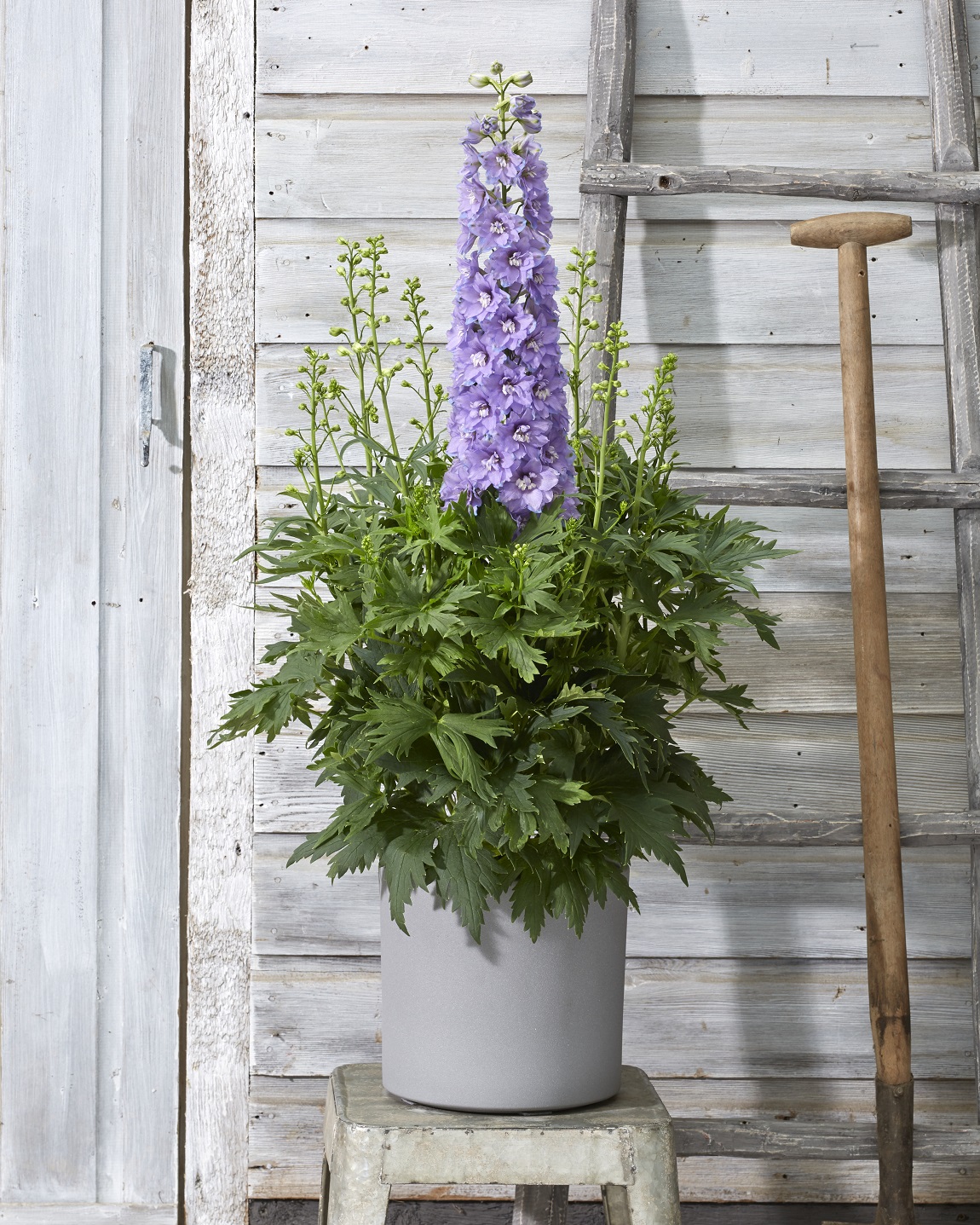 Delphinium Delgenius™ 'Shelby' PP33,009 Photo