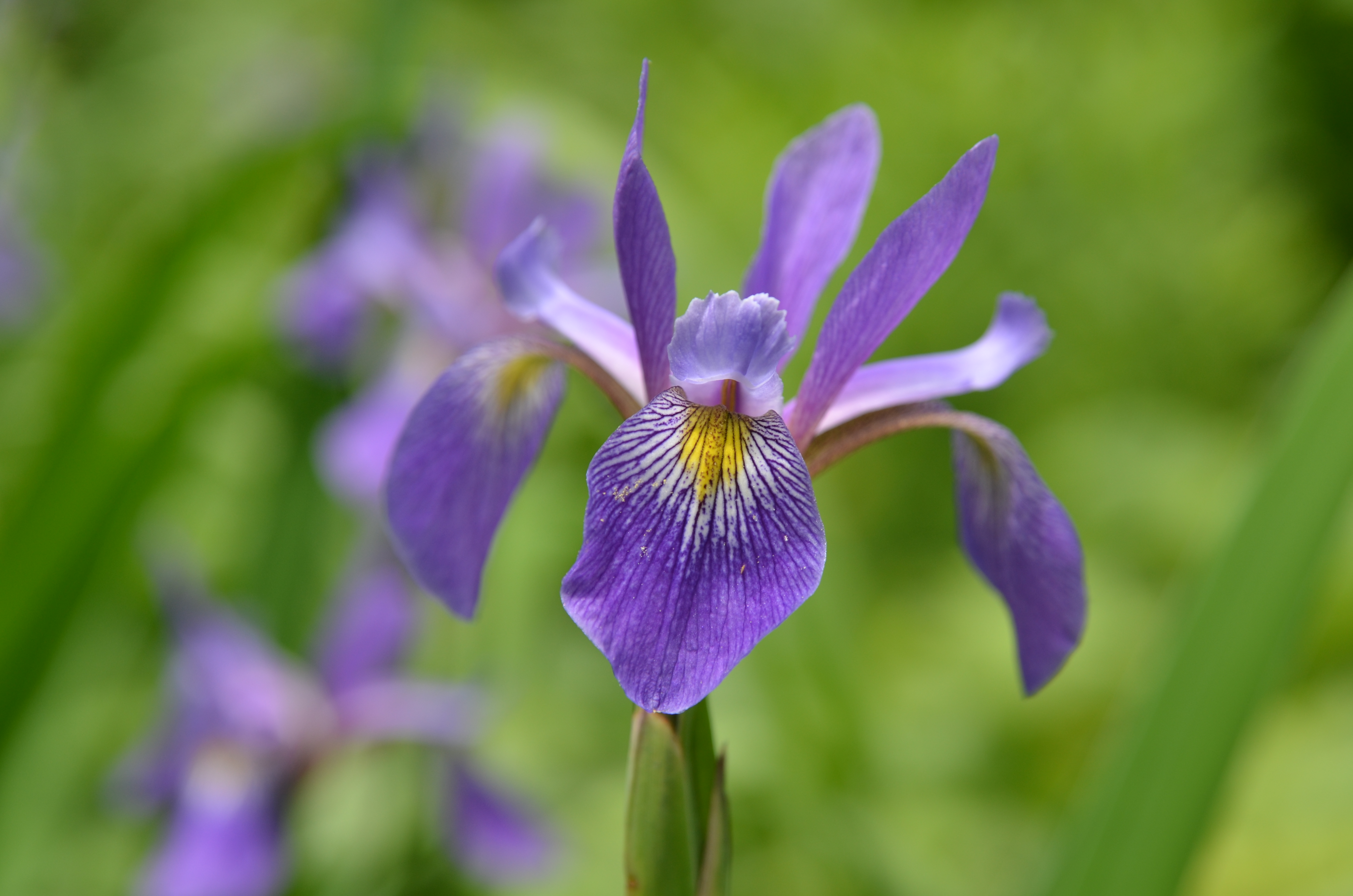 Iris versicolor 'Purple Flame' Photo